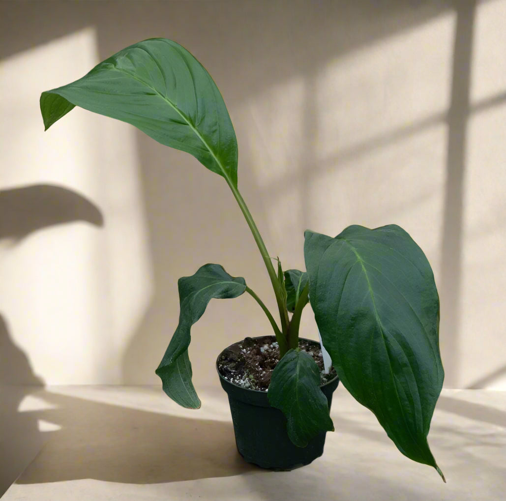 The Tacca integrifolia &