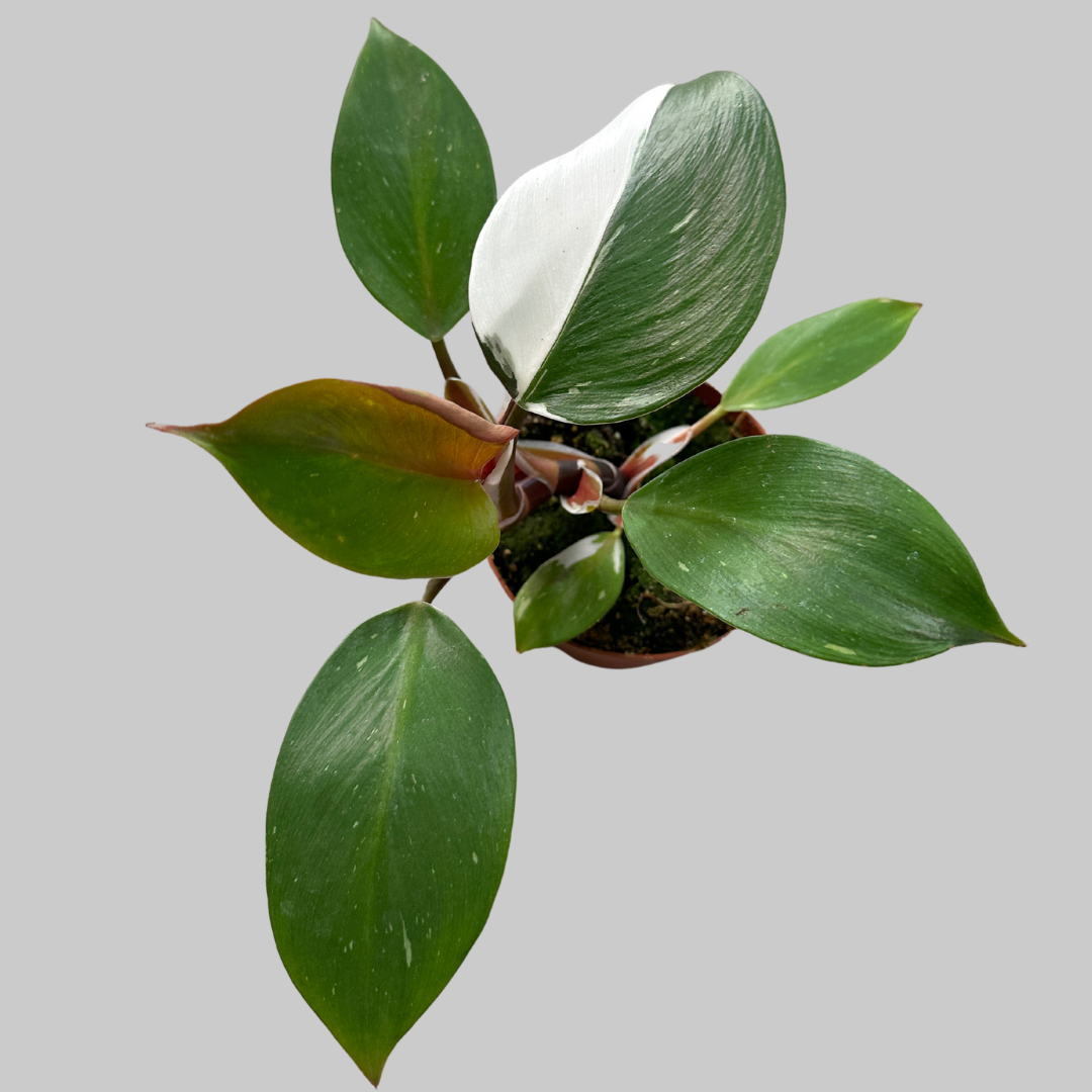 is philodendron white knight rare White Knight Philodendron Rare Plant (Philodendron erubescens)