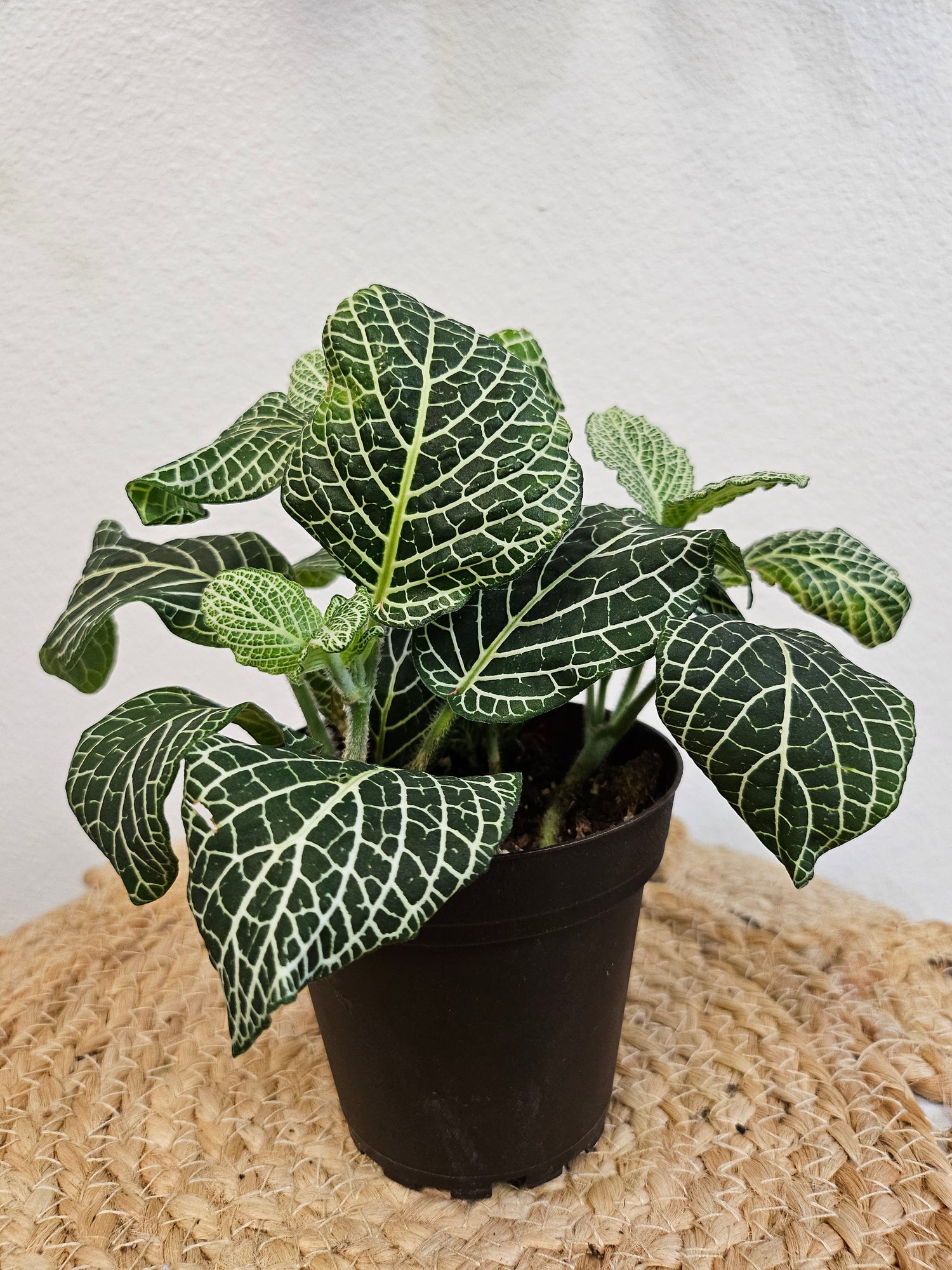 The Nerve Plant (Fittonia albivenis) varieties, features striking veined foliage perfect for terrariums or small spaces. It thrives in bright, indirect light, high humidity, and moist soil. Ideal for those seeking a medium-care plant, it adds vibrant texture and tropical charm to any room.