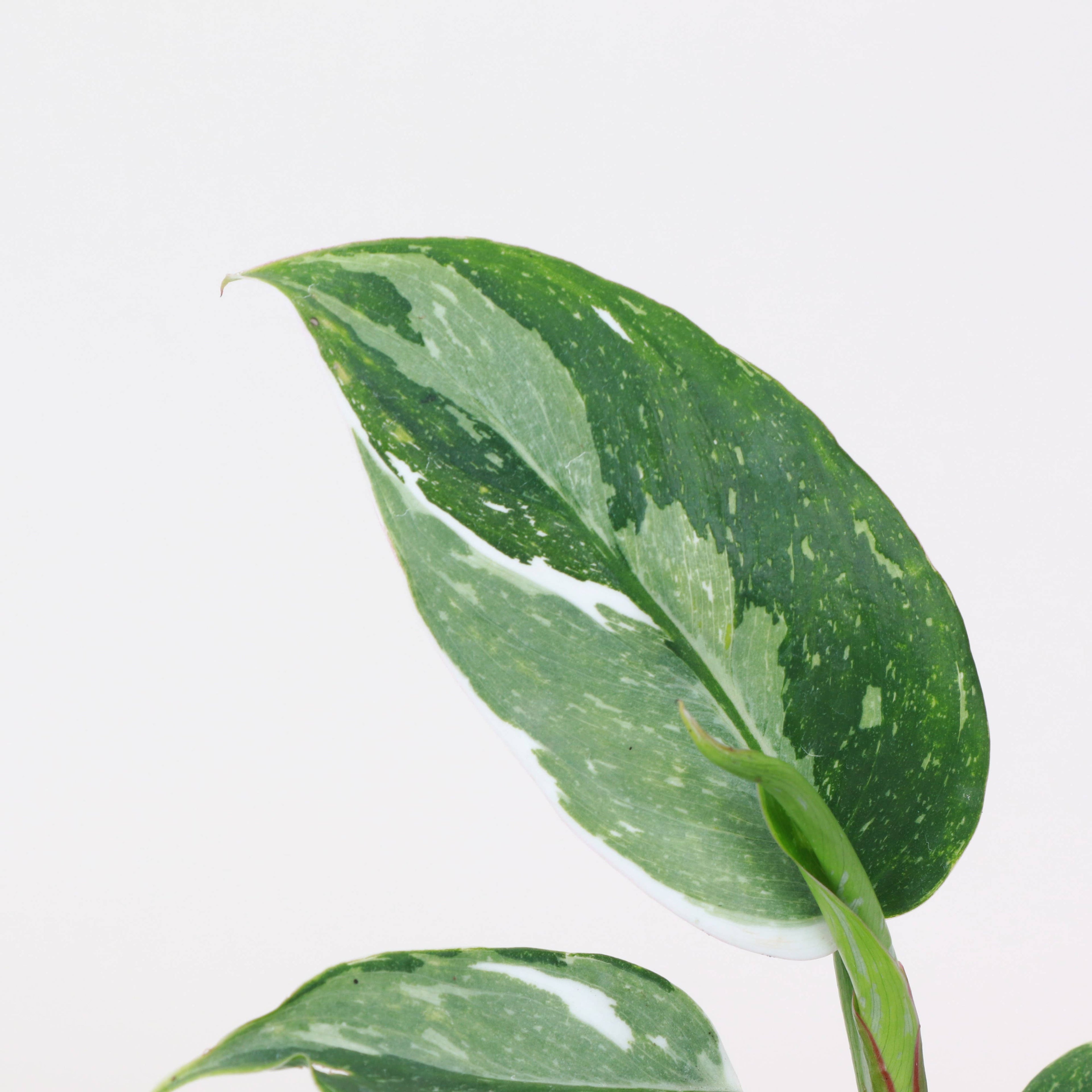 The Philodendron White Princess is a rare, highly sought-after houseplant with striking variegated foliage. Its glossy green and creamy white leaves create a stunning contrast, making it a showpiece in any indoor space. Thriving in bright, indirect light, it adds elegance to any plant collection while enhancing variegation.