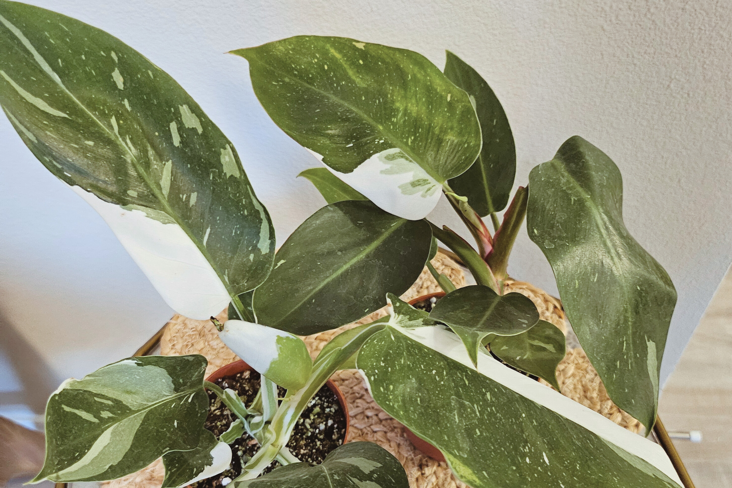 The Philodendron White Princess is a rare, highly sought-after houseplant with striking variegated foliage. Its glossy green and creamy white leaves create a stunning contrast, making it a showpiece in any indoor space. Thriving in bright, indirect light, it adds elegance to any plant collection while enhancing variegation.