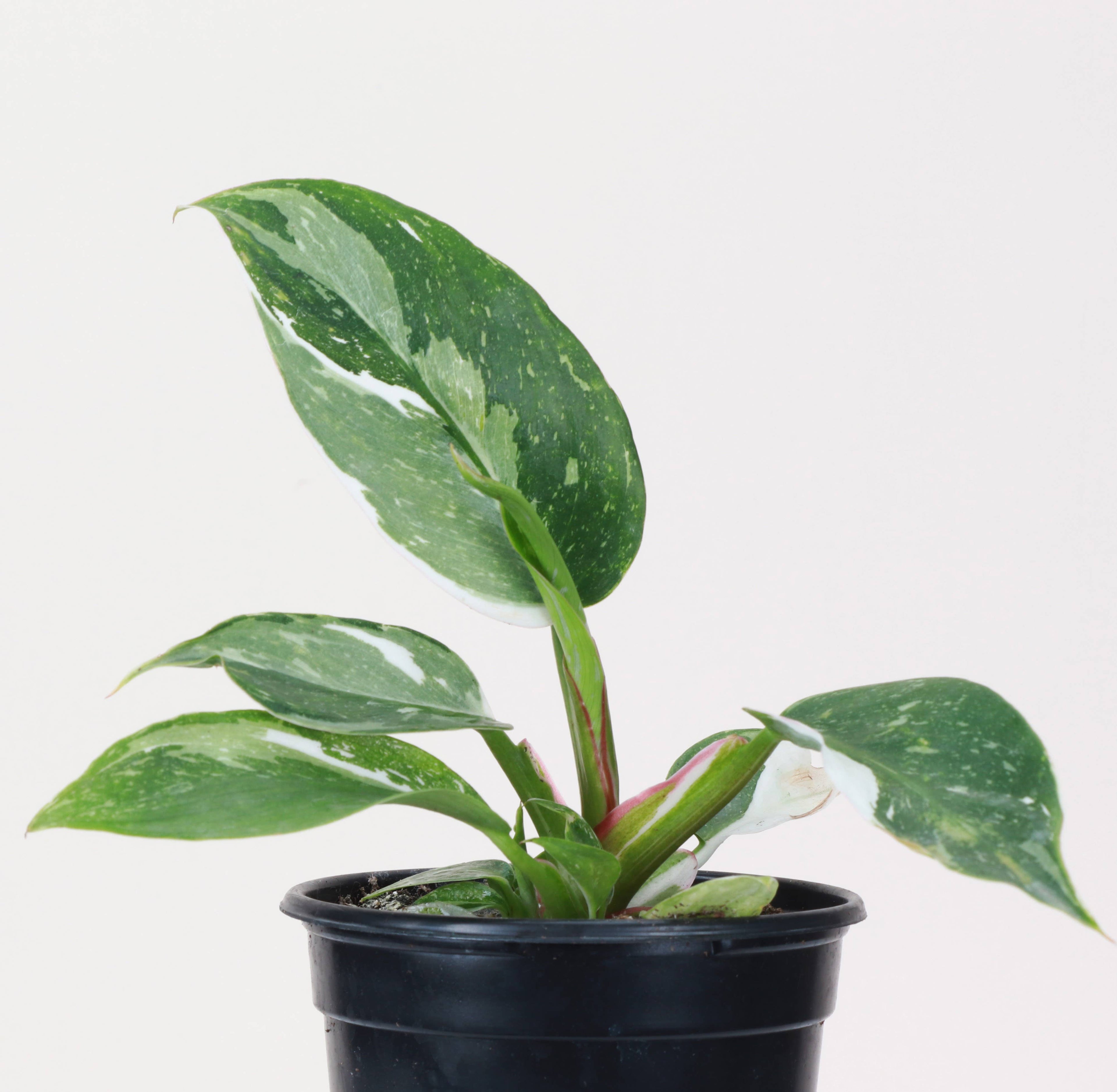 The Philodendron White Princess is a rare, highly sought-after houseplant with striking variegated foliage. Its glossy green and creamy white leaves create a stunning contrast, making it a showpiece in any indoor space. Thriving in bright, indirect light, it adds elegance to any plant collection while enhancing variegation.