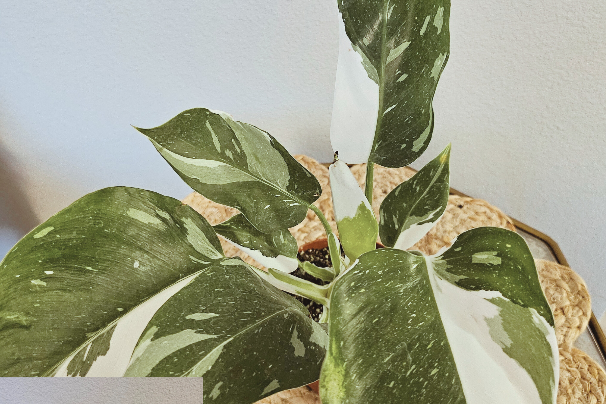 The Philodendron White Princess is a rare, highly sought-after houseplant with striking variegated foliage. Its glossy green and creamy white leaves create a stunning contrast, making it a showpiece in any indoor space. Thriving in bright, indirect light, it adds elegance to any plant collection while enhancing variegation.