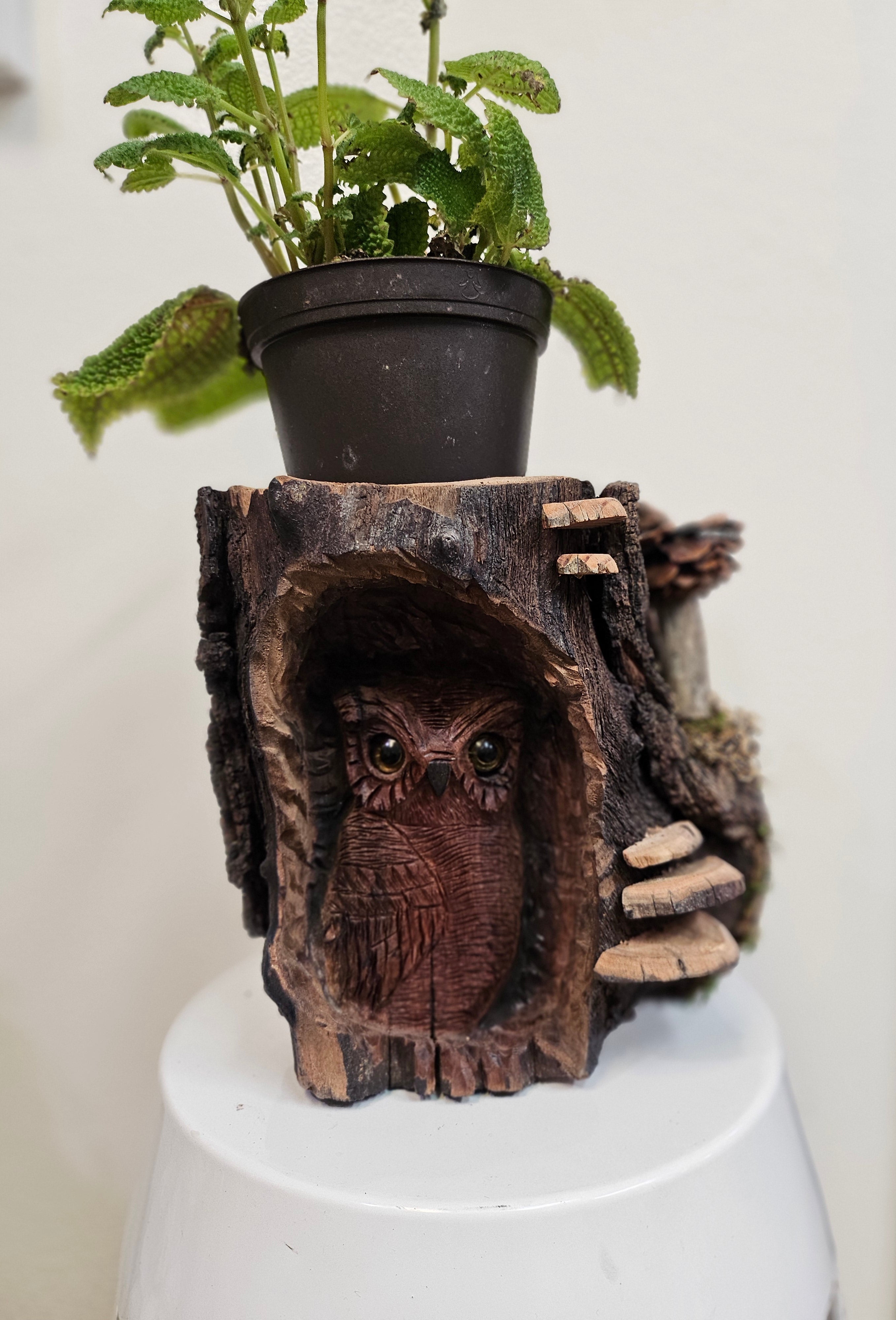 This Hand-Carved Owl & Mushroom Wood Spirit Planter in solid walnut features intricate carved owl and pinecone mushroom details. 100% handmade, each piece is unique and perfect for home decor or garden. The natural walnut grain and artisanal craftsmanship add rustic charm, making it a standout decorative piece for any space.