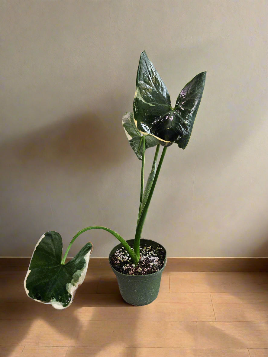 A rare variegated gem, the Xanthosoma &