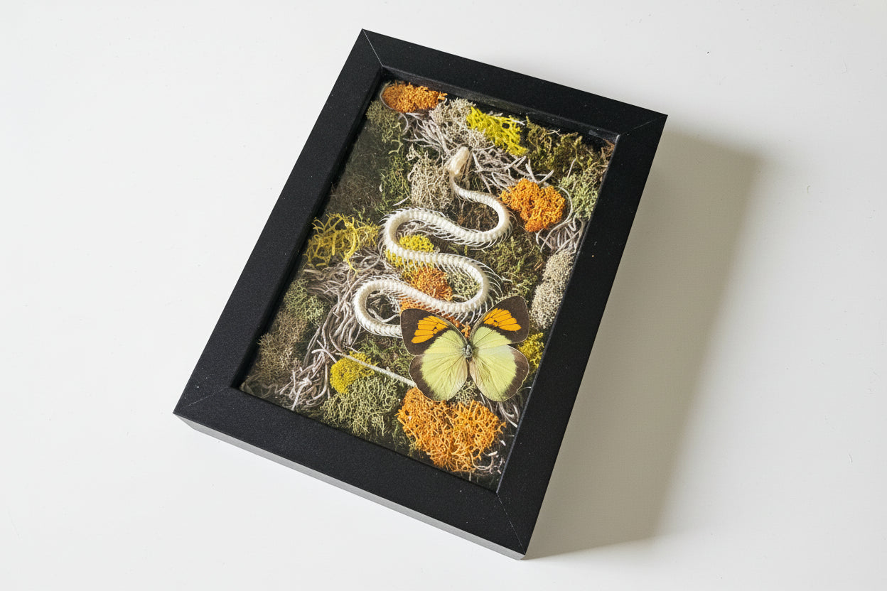 Snake skeleton and real butterfly preserved moss wall art in a 6x8 black frame. Mixed-media nature artwork blending preserved moss, insects, and skeletal forms.