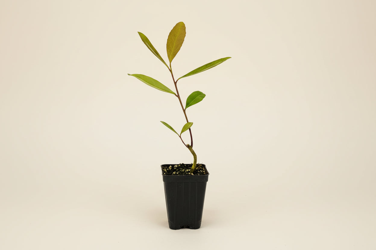 Yerba Mate (Ilex paraguariensis) is a vibrant evergreen plant with glossy green leaves, perfect for growing your own energizing, tea-inspired foliage at home.