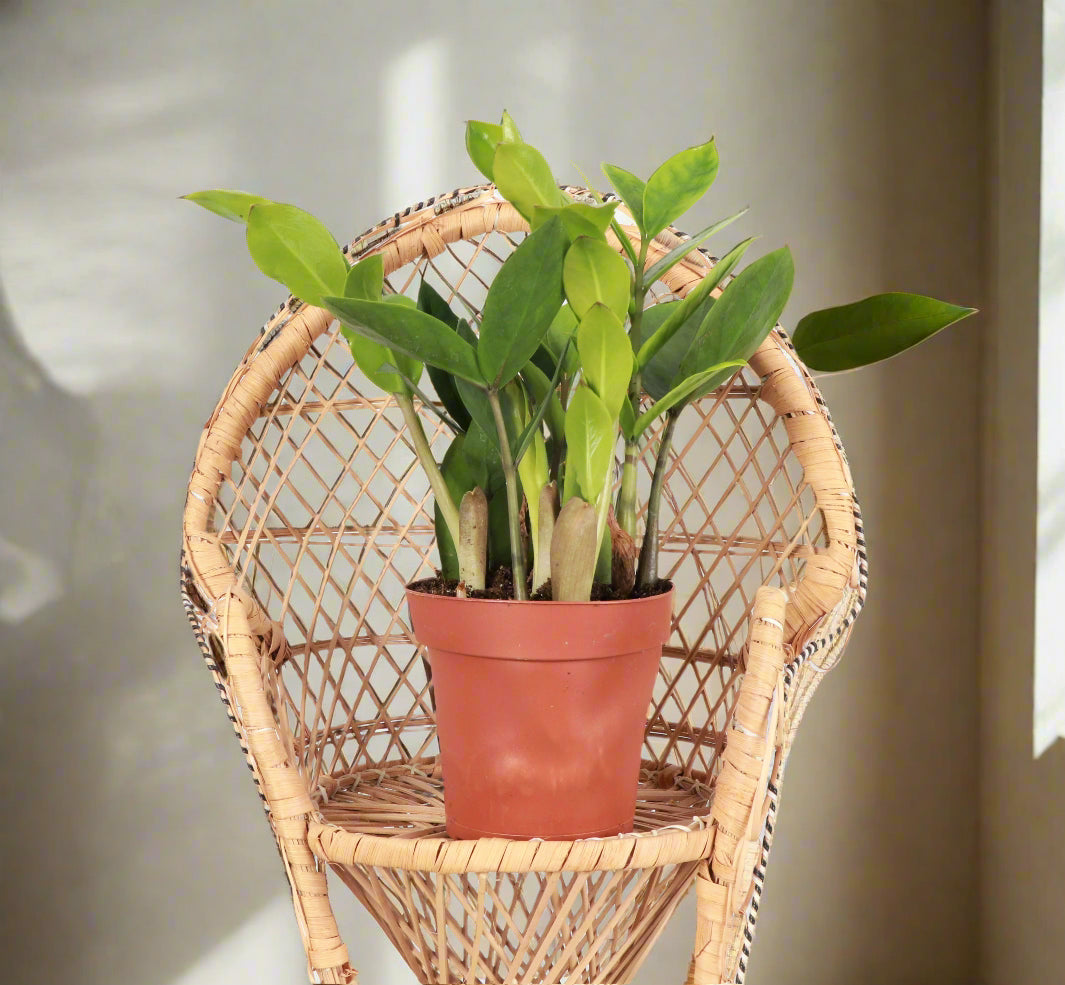 ZZ Plant (Zamioculcas zamiifolia) is a low-maintenance, air-purifying houseplant with glossy, sculptural leaves—perfect for low light and modern spaces.