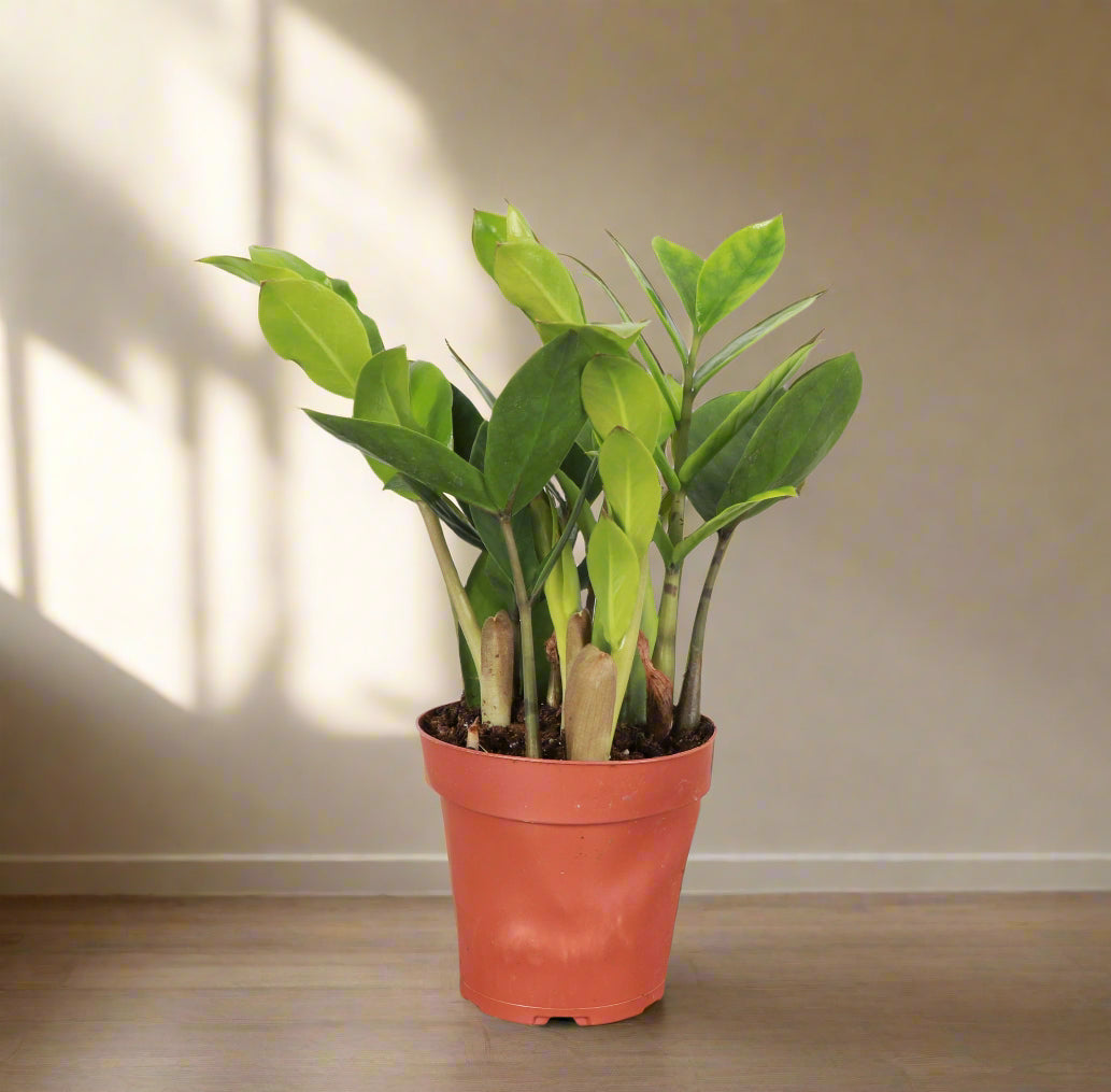 ZZ Plant (Zamioculcas zamiifolia) is a low-maintenance, air-purifying houseplant with glossy, sculptural leaves—perfect for low light and modern spaces.