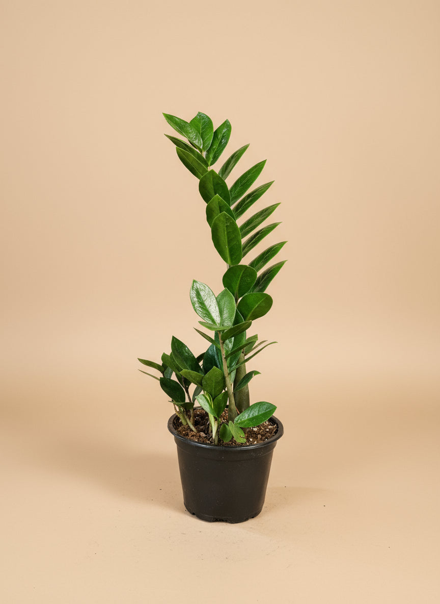 ZZ Plant (Zamioculcas zamiifolia) is a low-maintenance, air-purifying houseplant with glossy, sculptural leaves—perfect for low light and modern spaces.