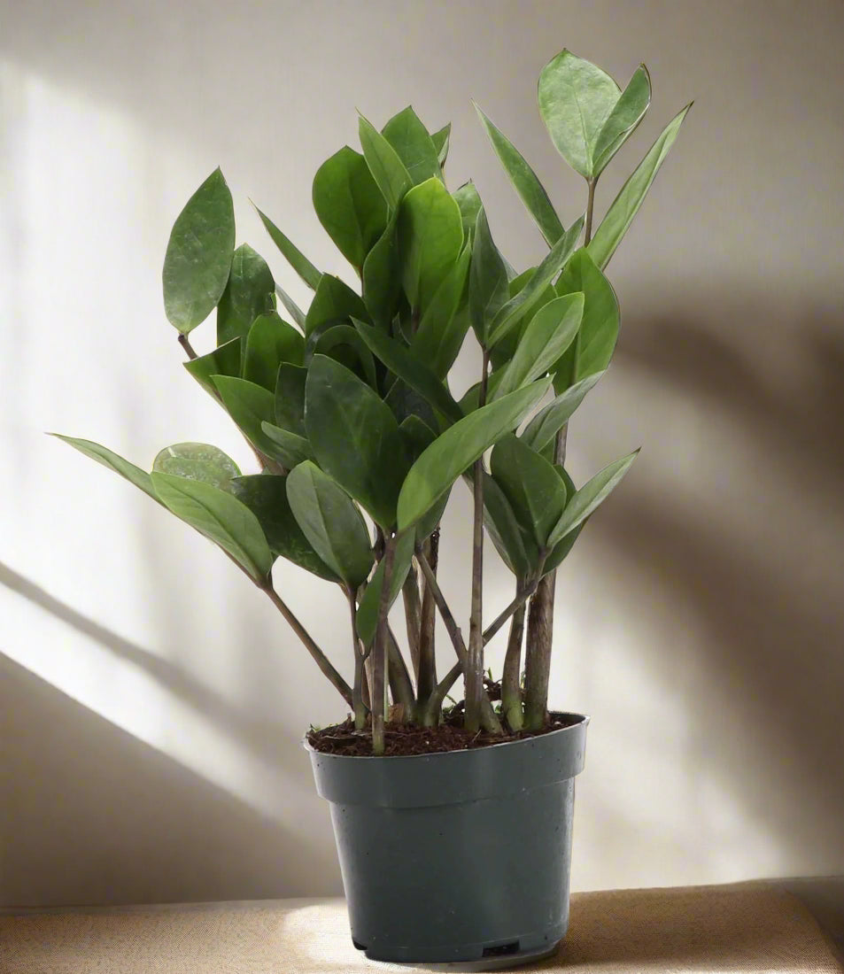 ZZ Plant (Zamioculcas zamiifolia) is a low-maintenance, air-purifying houseplant with glossy, sculptural leaves—perfect for low light and modern spaces.
