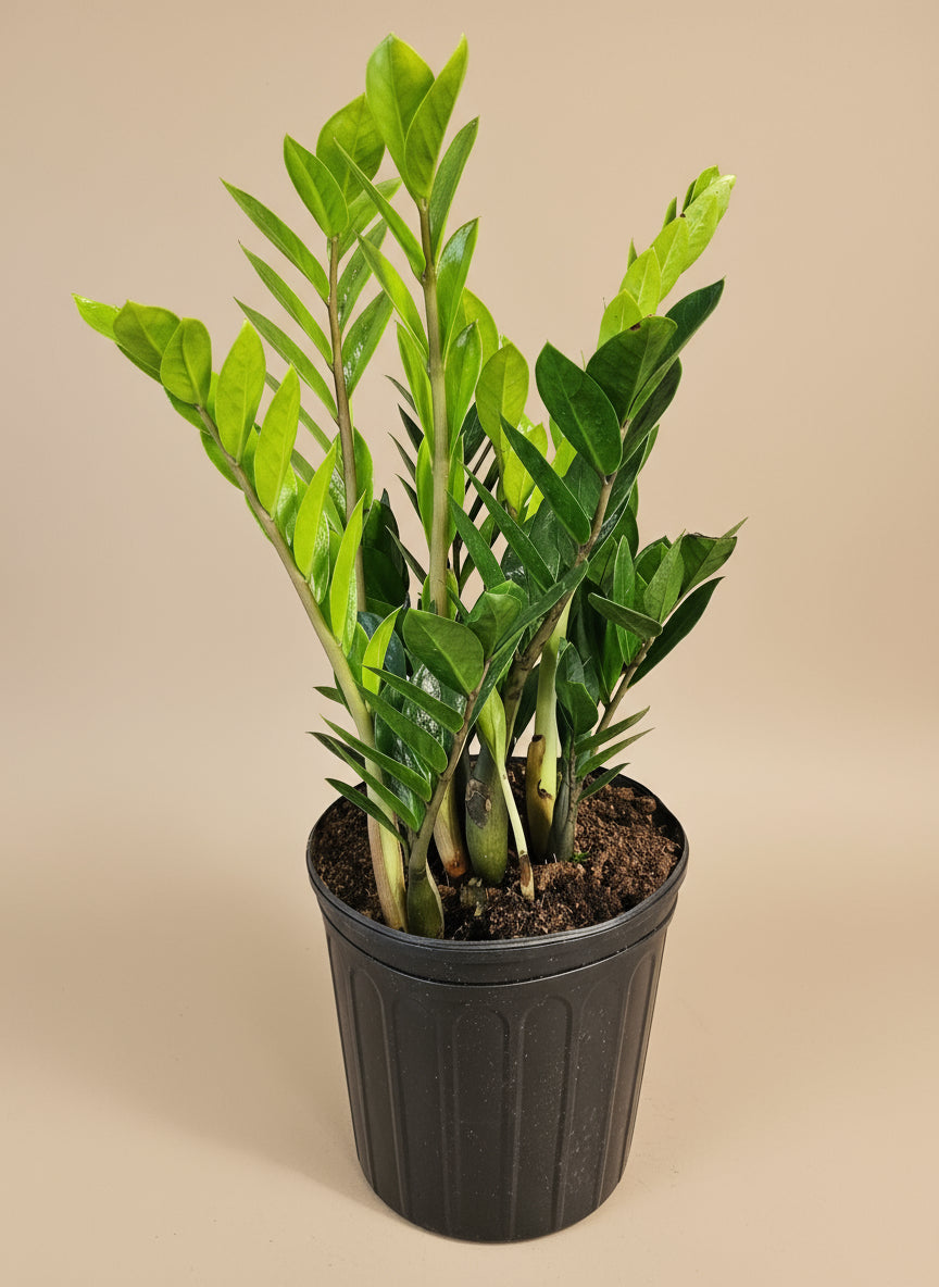 ZZ Plant (Zamioculcas zamiifolia) is a low-maintenance, air-purifying houseplant with glossy, sculptural leaves—perfect for low light and modern spaces.