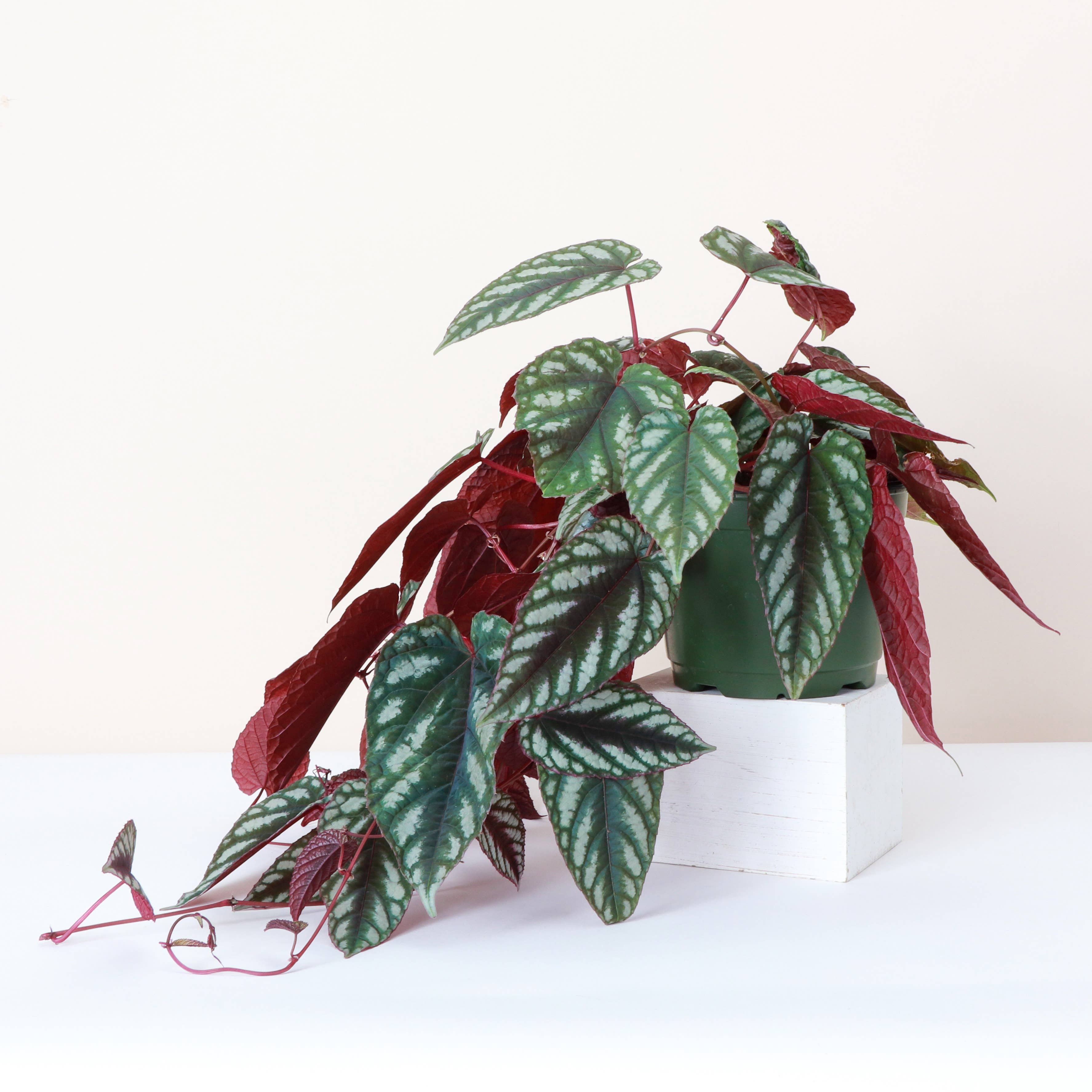 Rex Begonia Vine (Cissus Discolor) Rare Plant