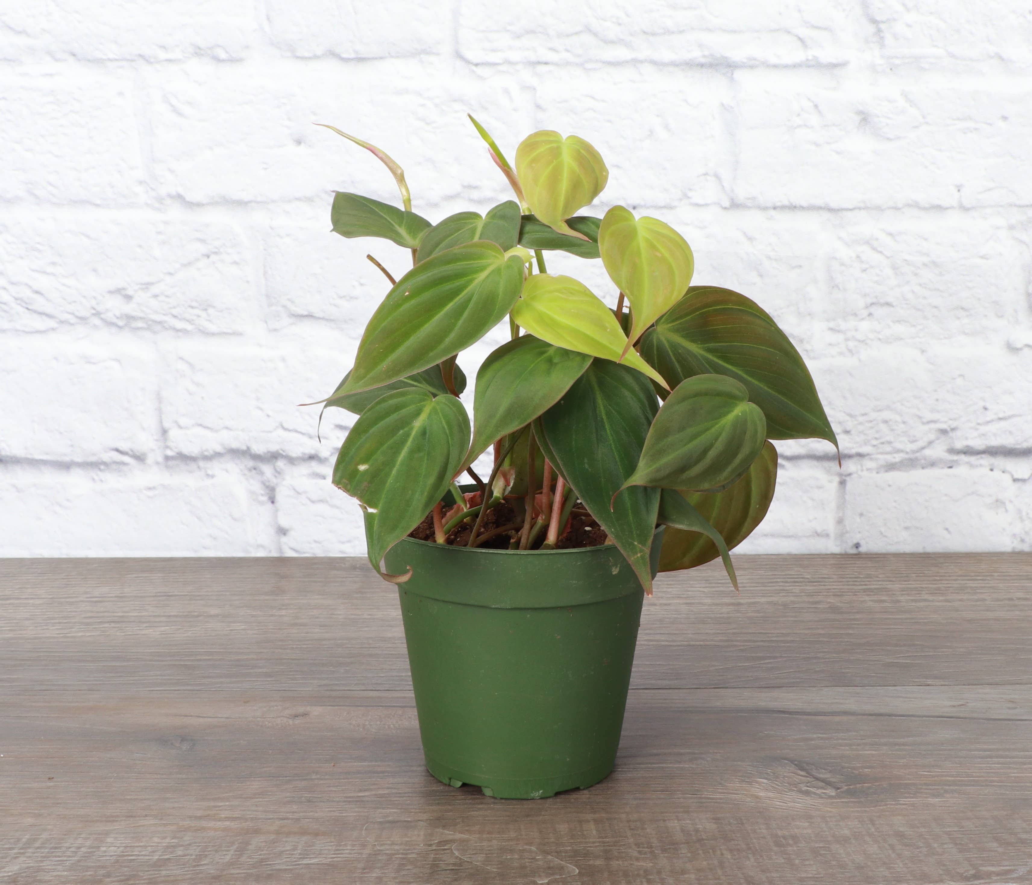 Philodendron Micans 4" Plant (Philodendron hederaceum ‘Micans’)