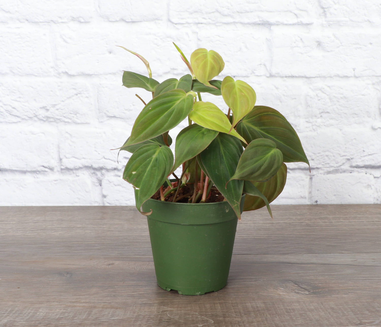 Philodendron Micans 4" Plant (Philodendron hederaceum ‘Micans’)