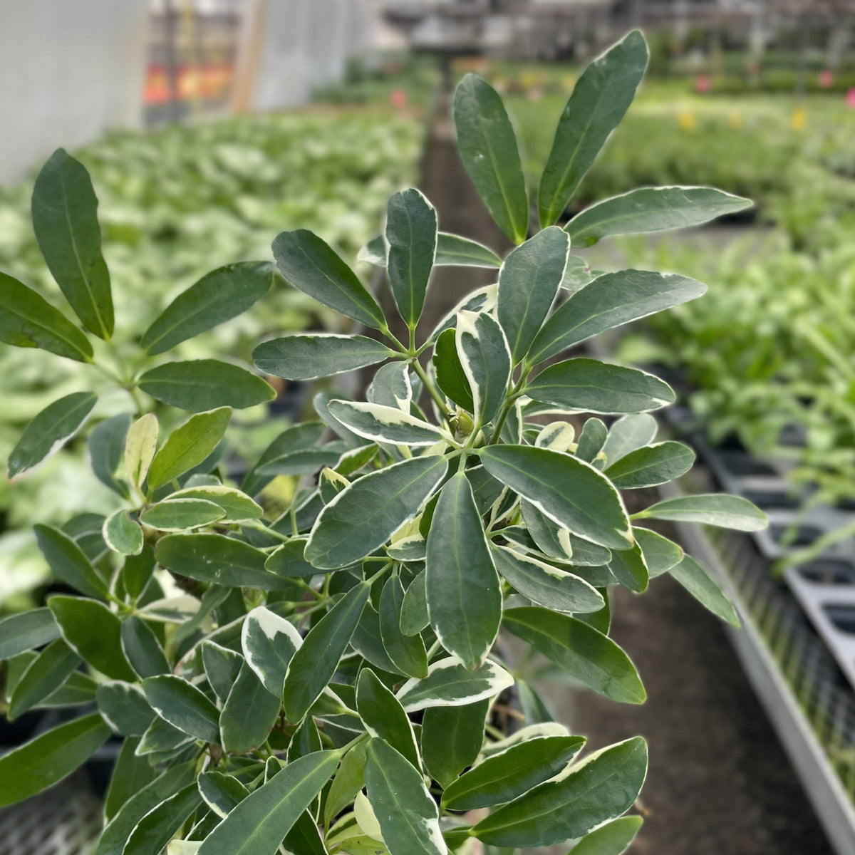 Variegated Schefflera Arboricola 4" Live Plant