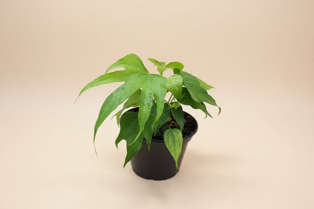 The Anthurium ‘Fingers’ (Anthurium pedatoradiatum) is a rare tropical plant prized for its hand-like, segmented leaves. It thrives in bright, indirect light, high humidity, and well-draining soil. With medium care needs, it requires regular misting and careful watering to prevent rot.