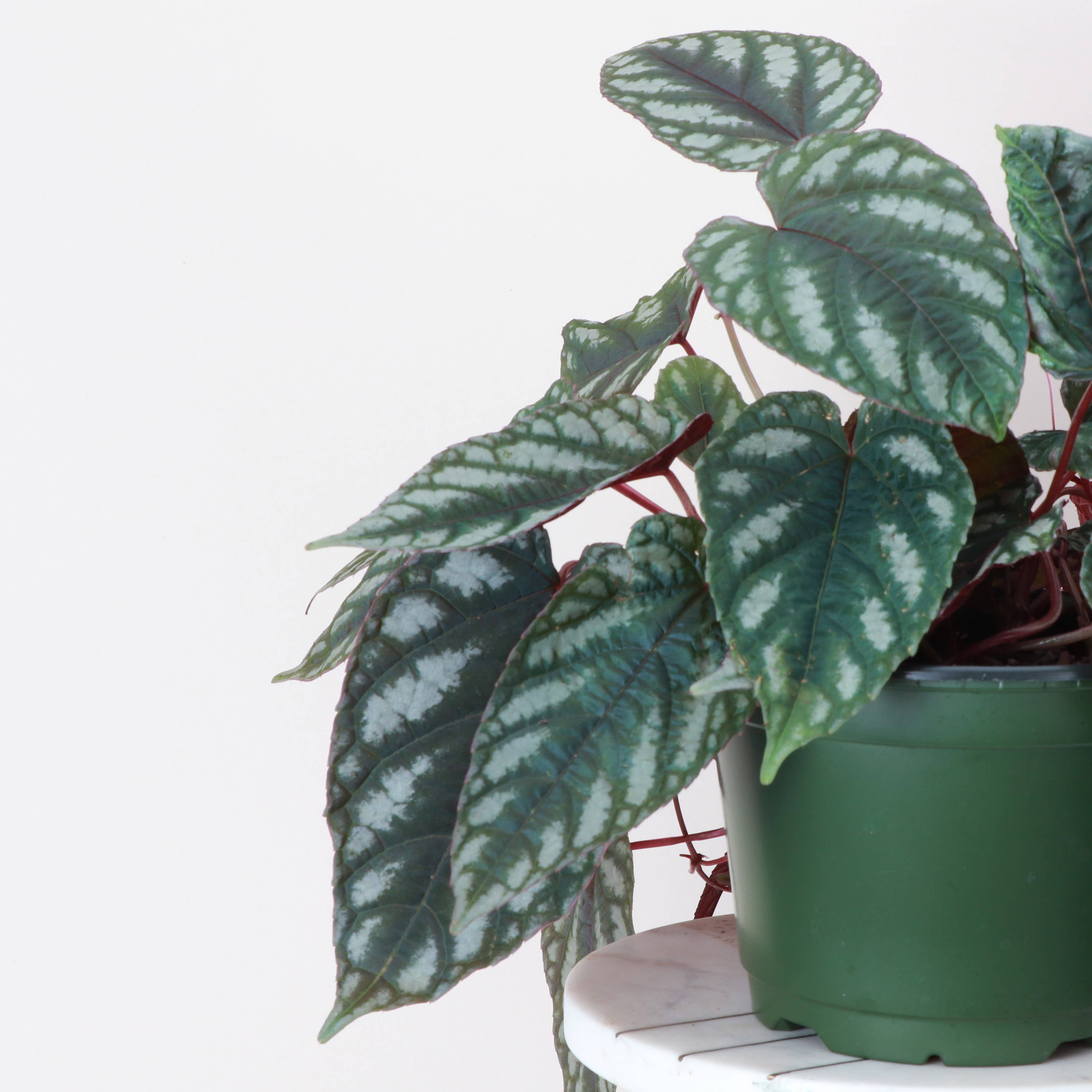 Rex Begonia Vine (Cissus Discolor) Rare Plant