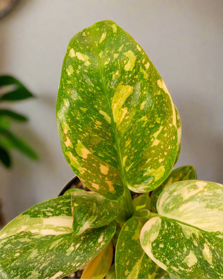 Philodendron &