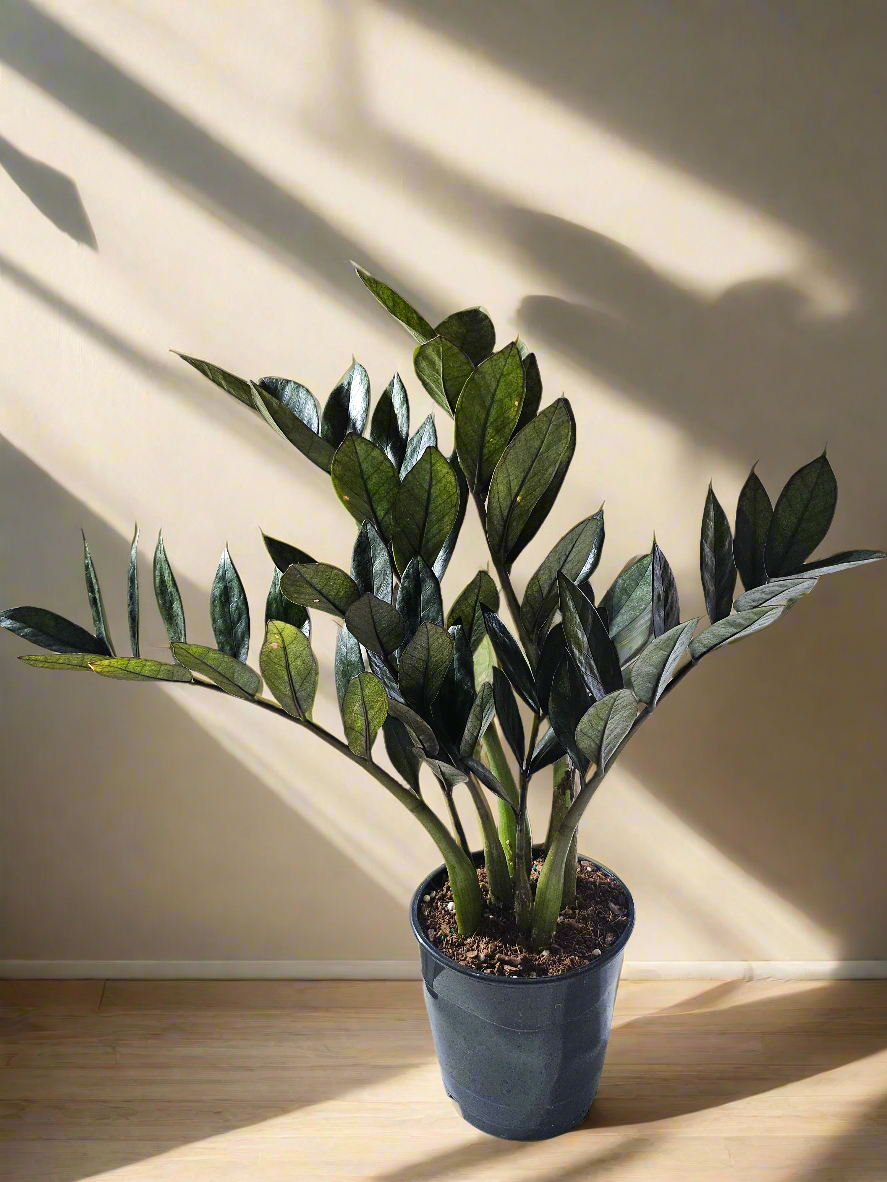 Super Nova ZZ 5" Rare Plant (Zamioculcas zamiifolia)