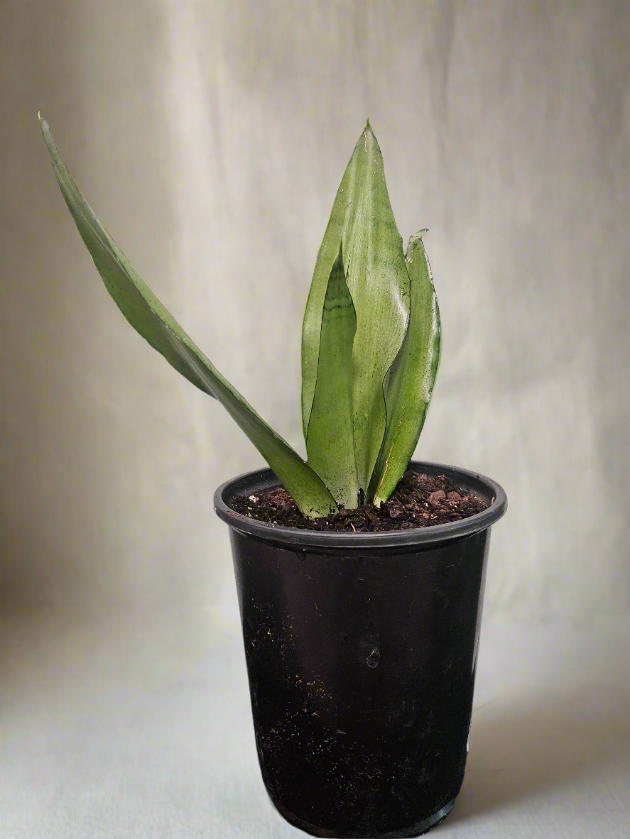 Moonshine Snake Plant (Dracaena trifasciata &