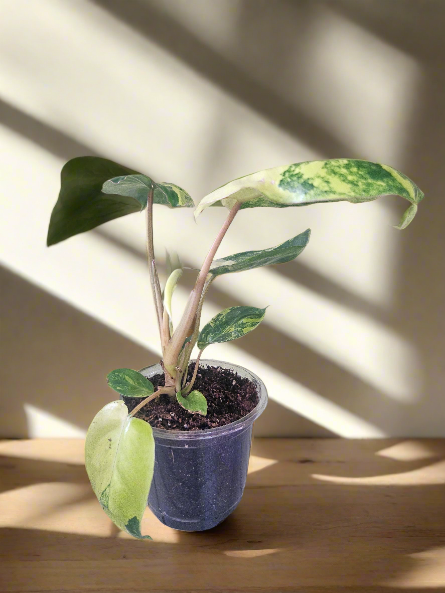 Philodendron Burle-Marxii Variegated Rare Plant