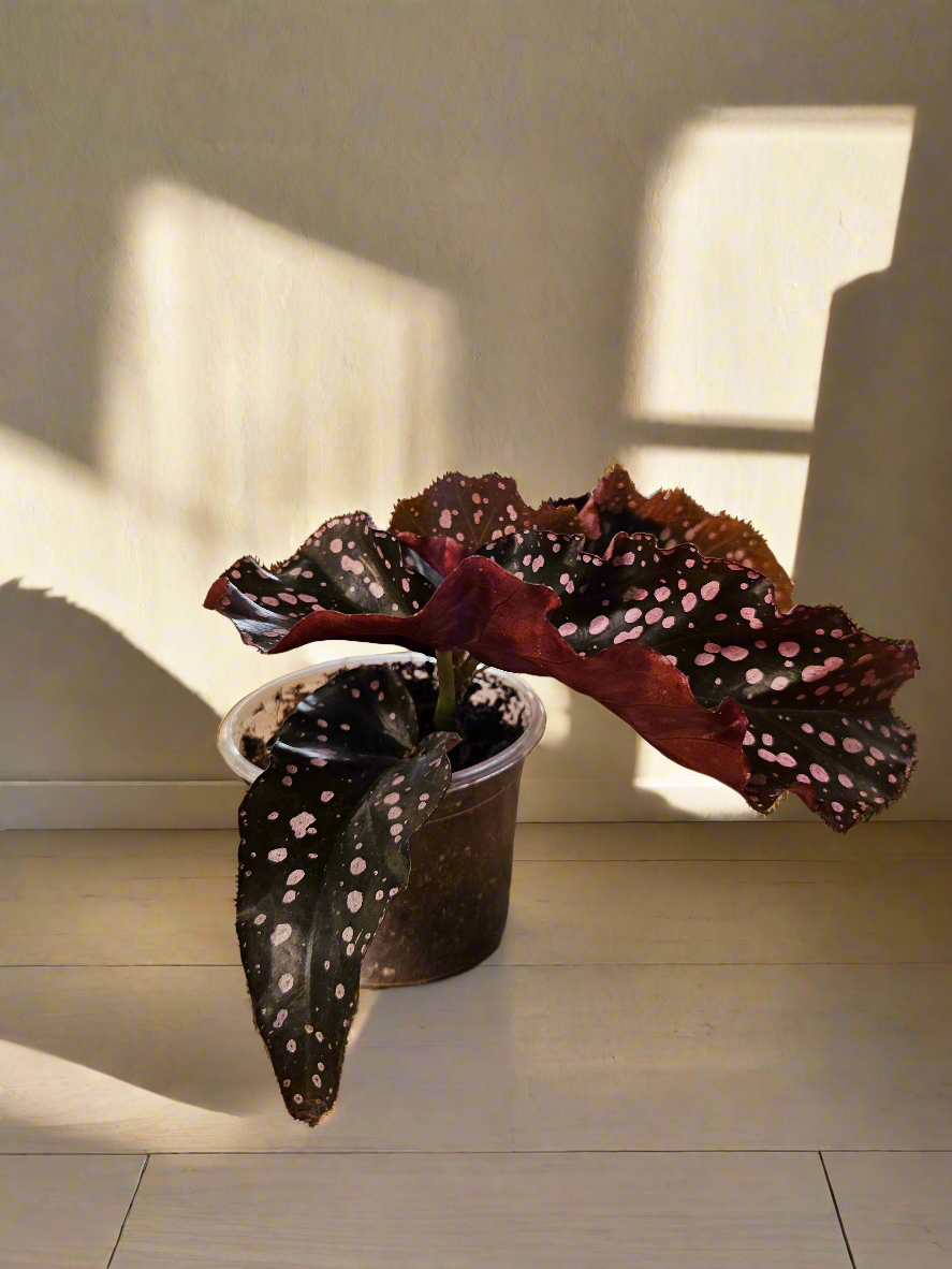 Begonia Maculata &
