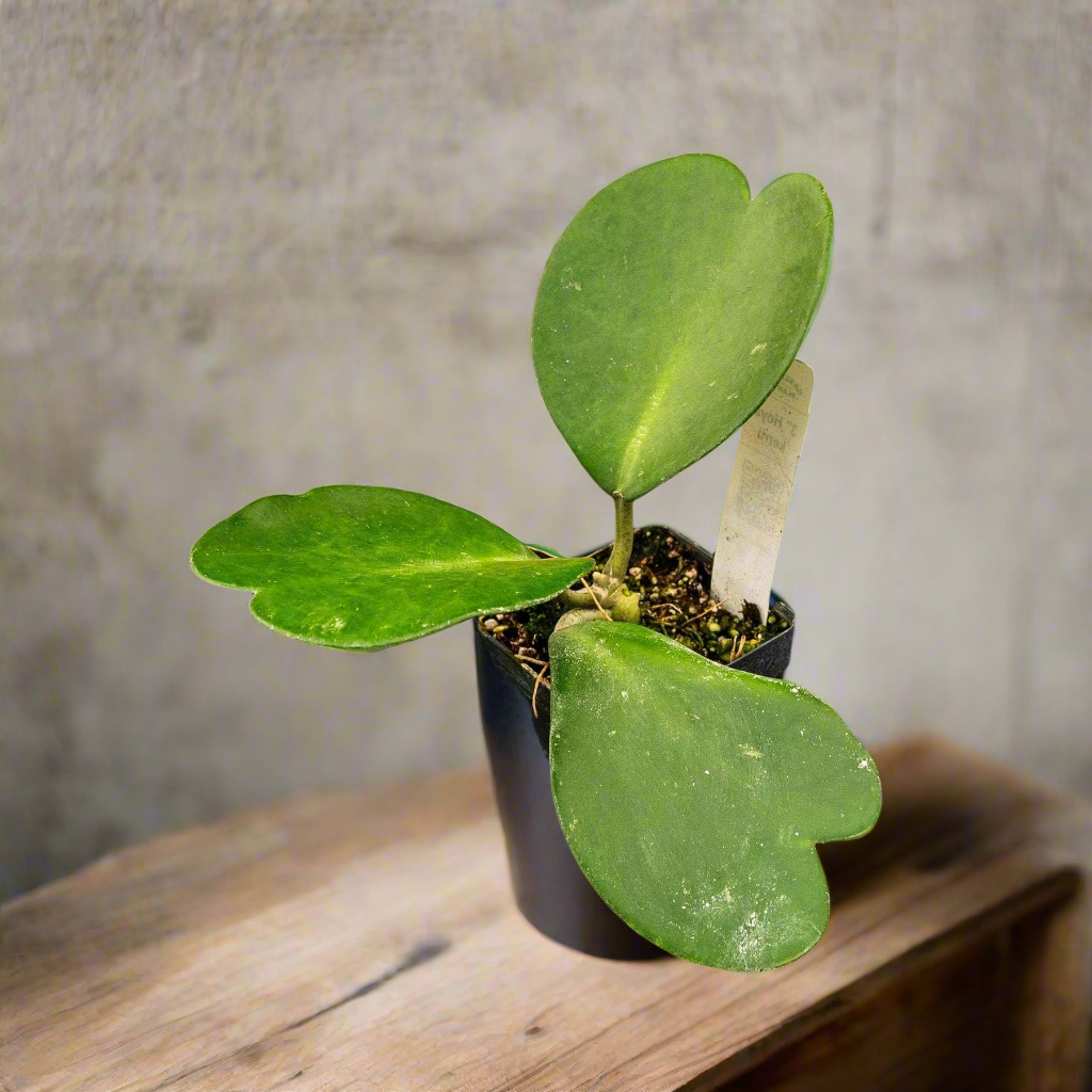 Heart-Shaped Sweetheart  Plant 3" (Hoya Kerri)