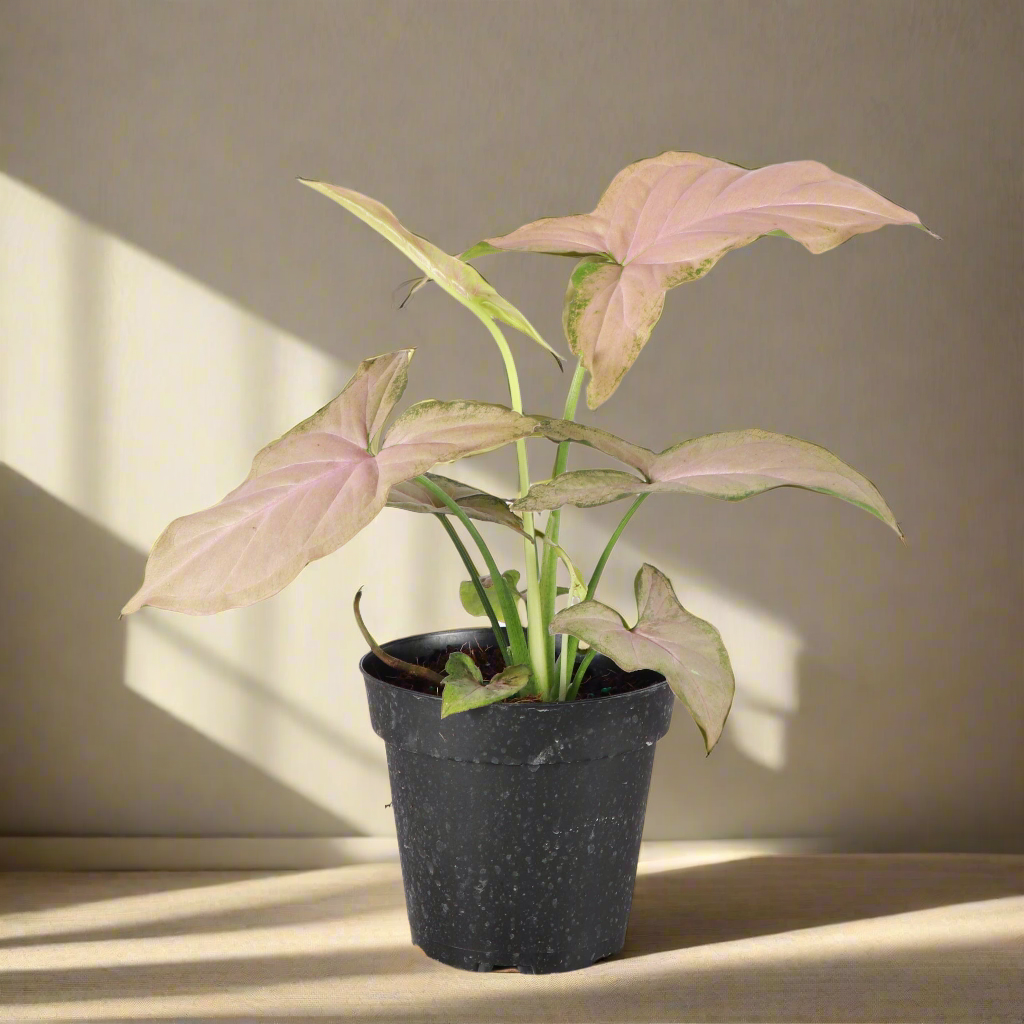 Syngonium podophyllum &