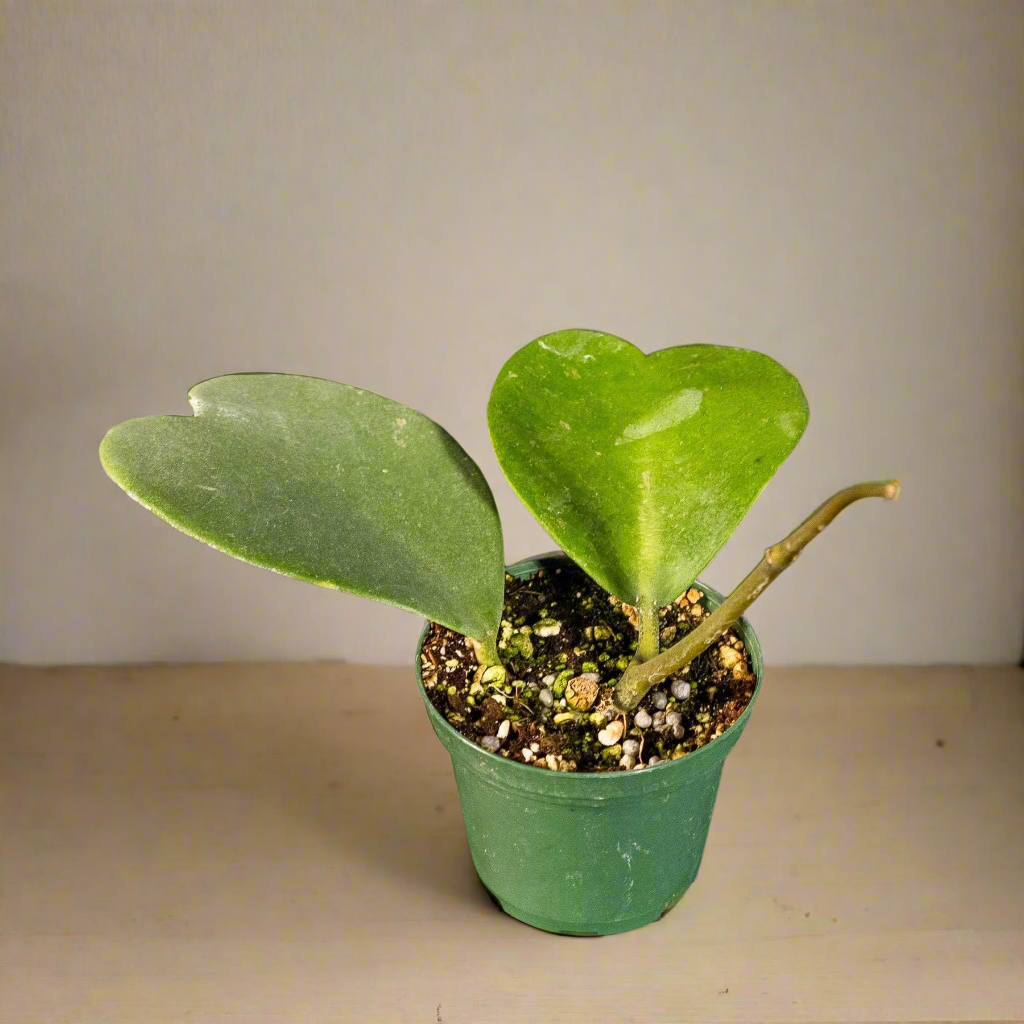 Heart-Shaped Sweetheart  Plant 3" (Hoya Kerri)