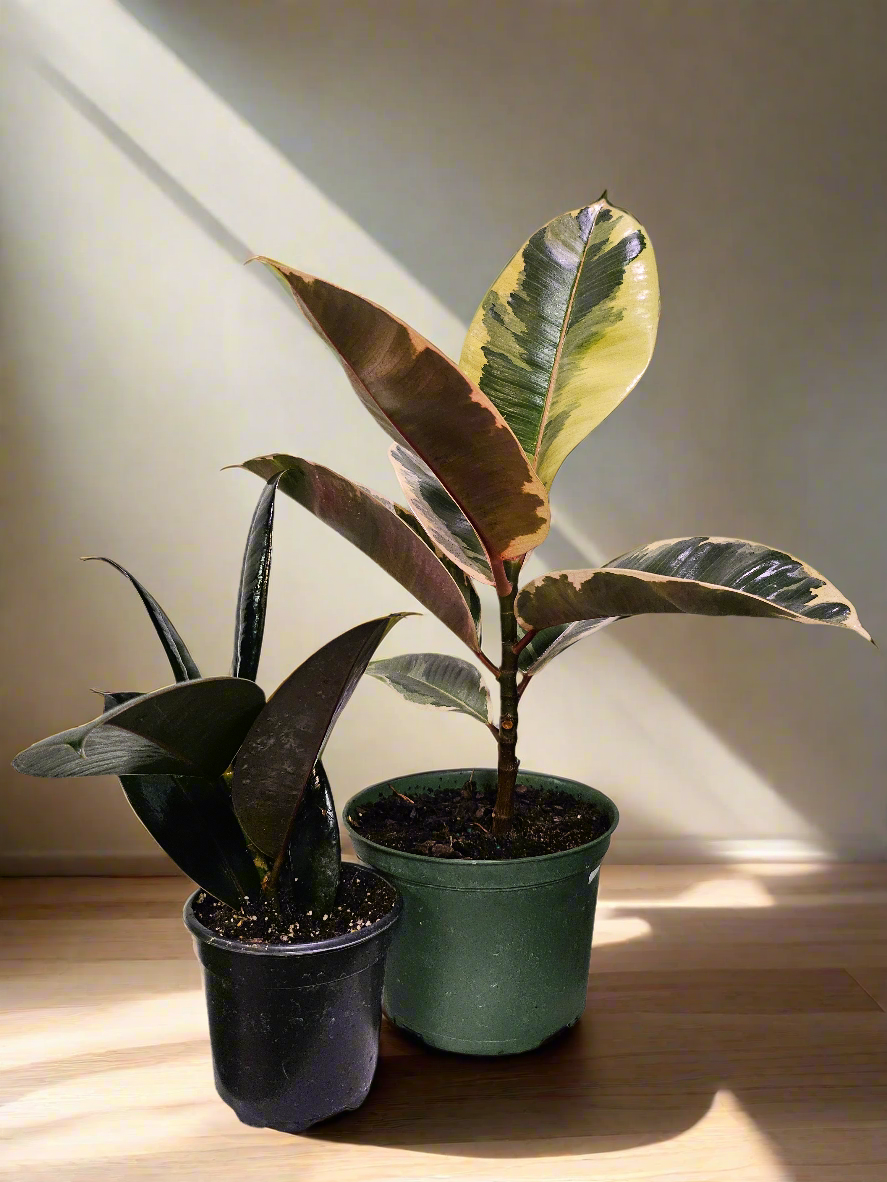Rubber Tree 4" Plant (Ficus Elastica)