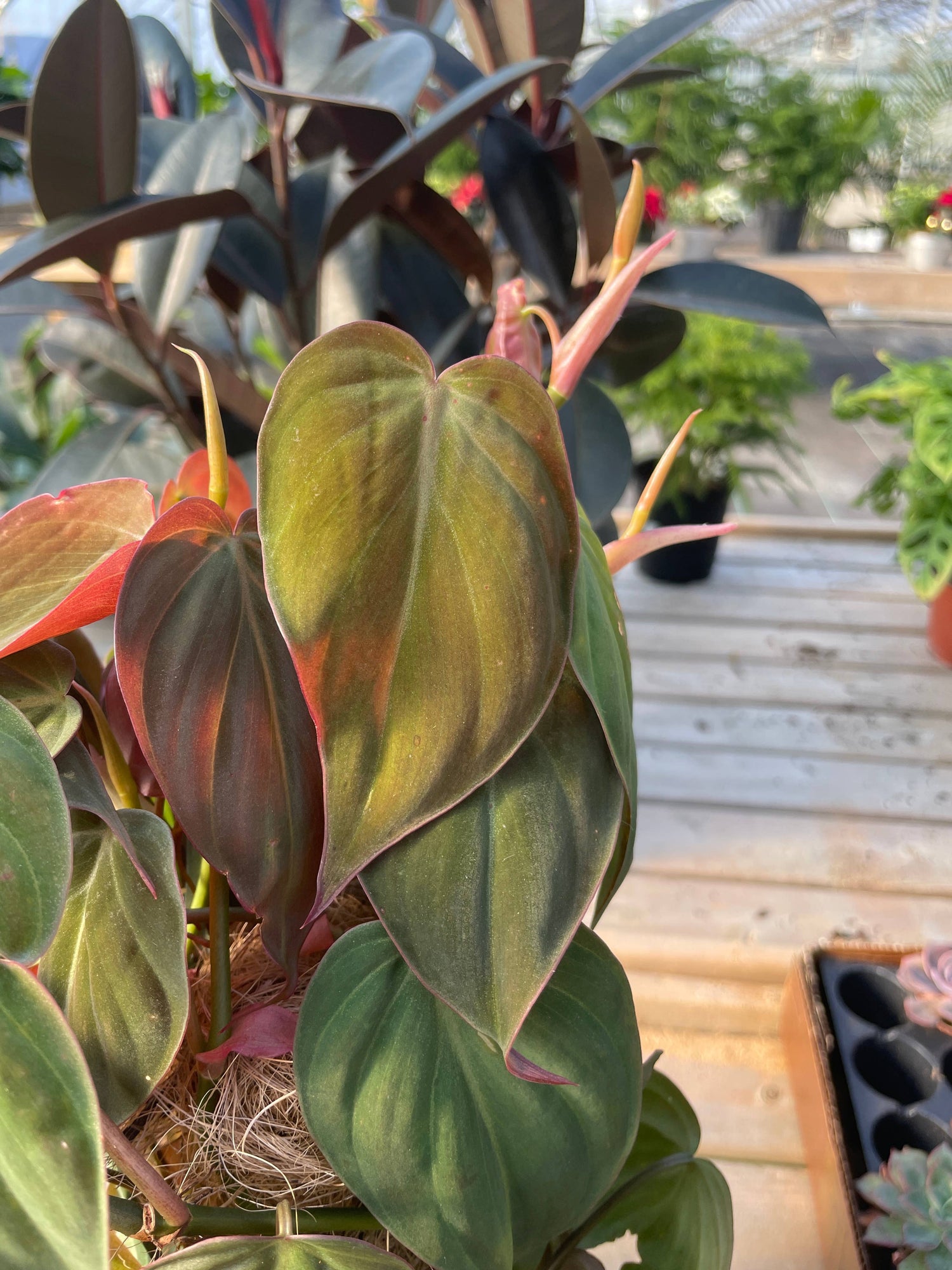 Philodendron Micans 4" Plant (Philodendron hederaceum ‘Micans’)