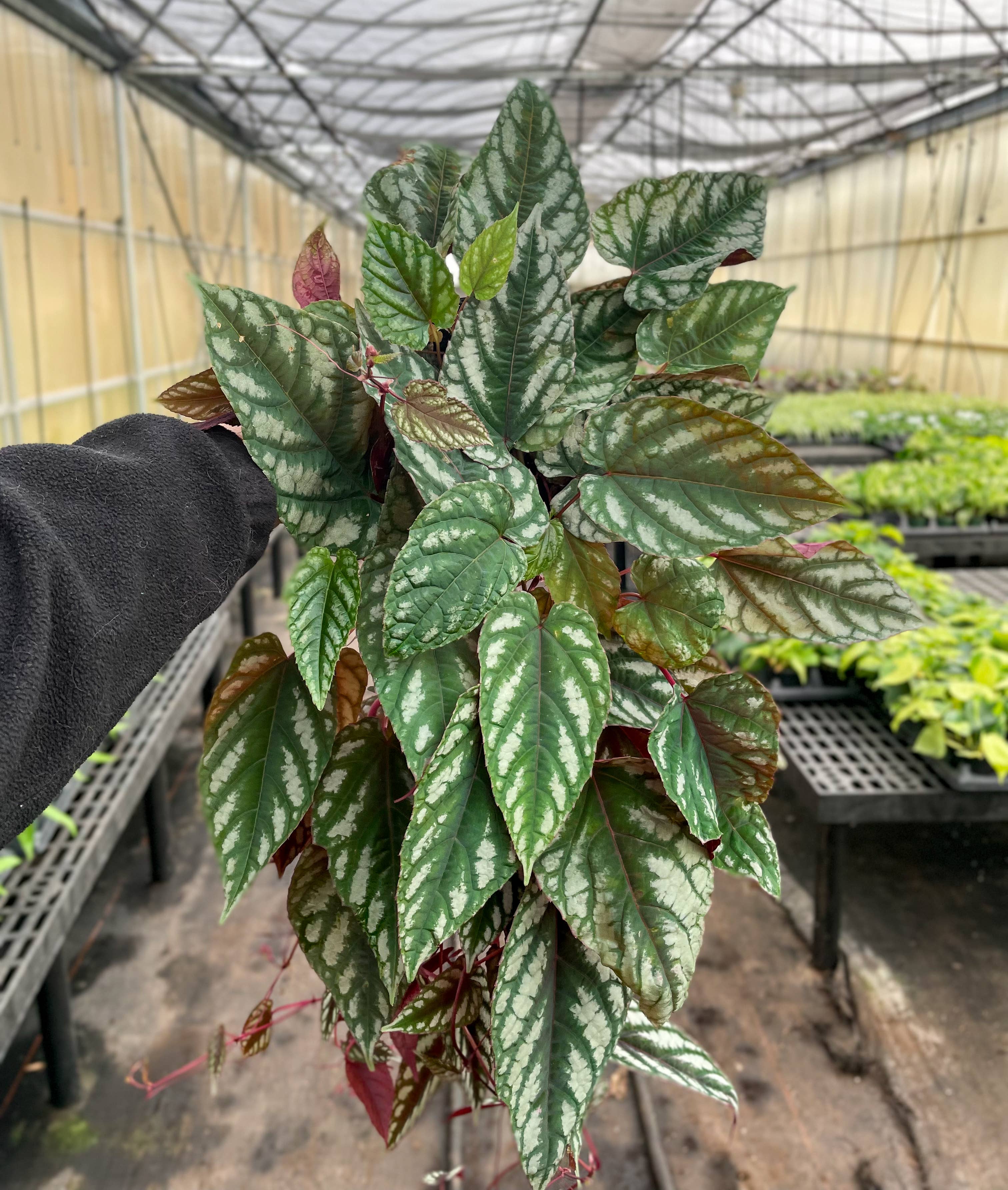 Rex Begonia Vine (Cissus Discolor) Rare Plant