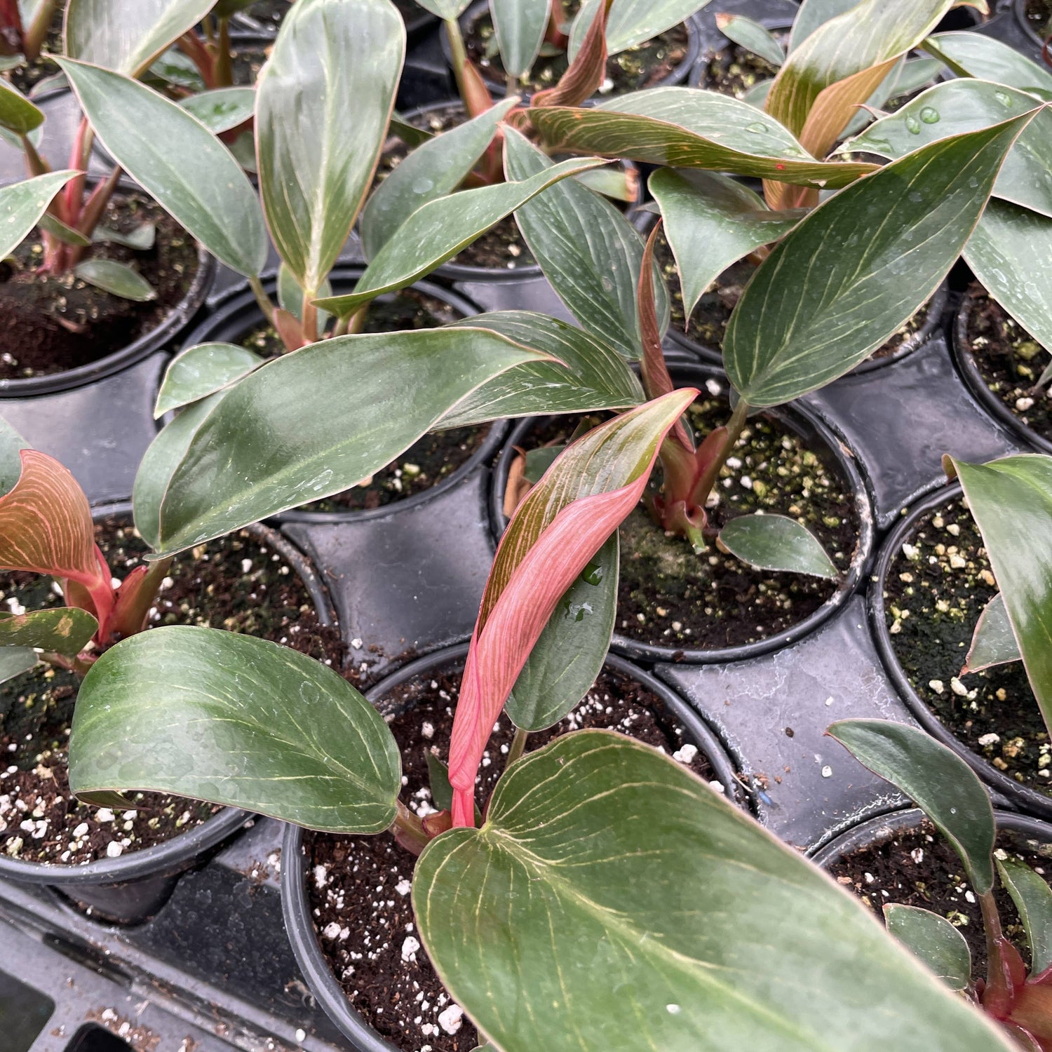 Pink Philodendron Birkin 4" Rare Plant