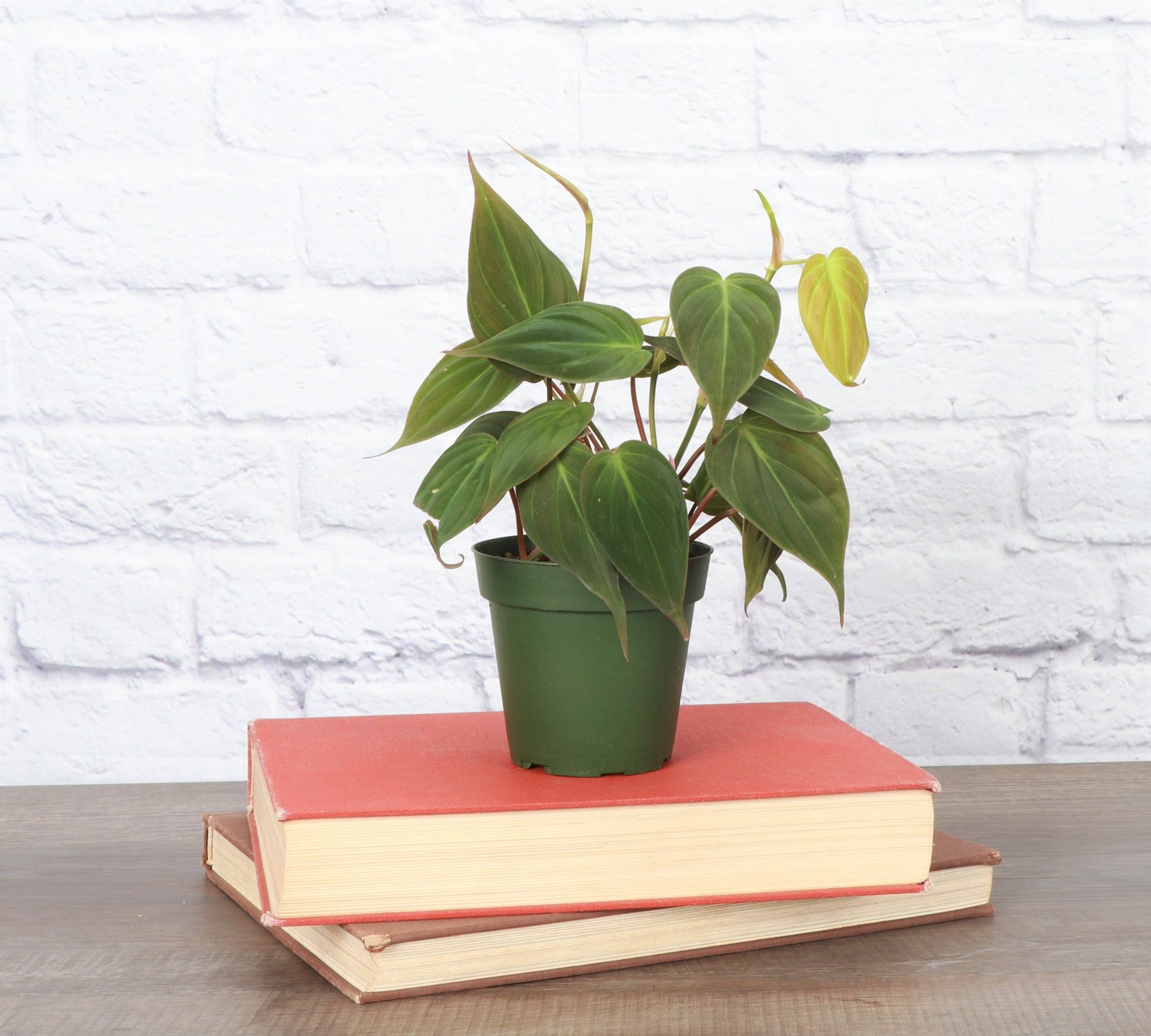 Philodendron Micans 4" Plant (Philodendron hederaceum ‘Micans’)