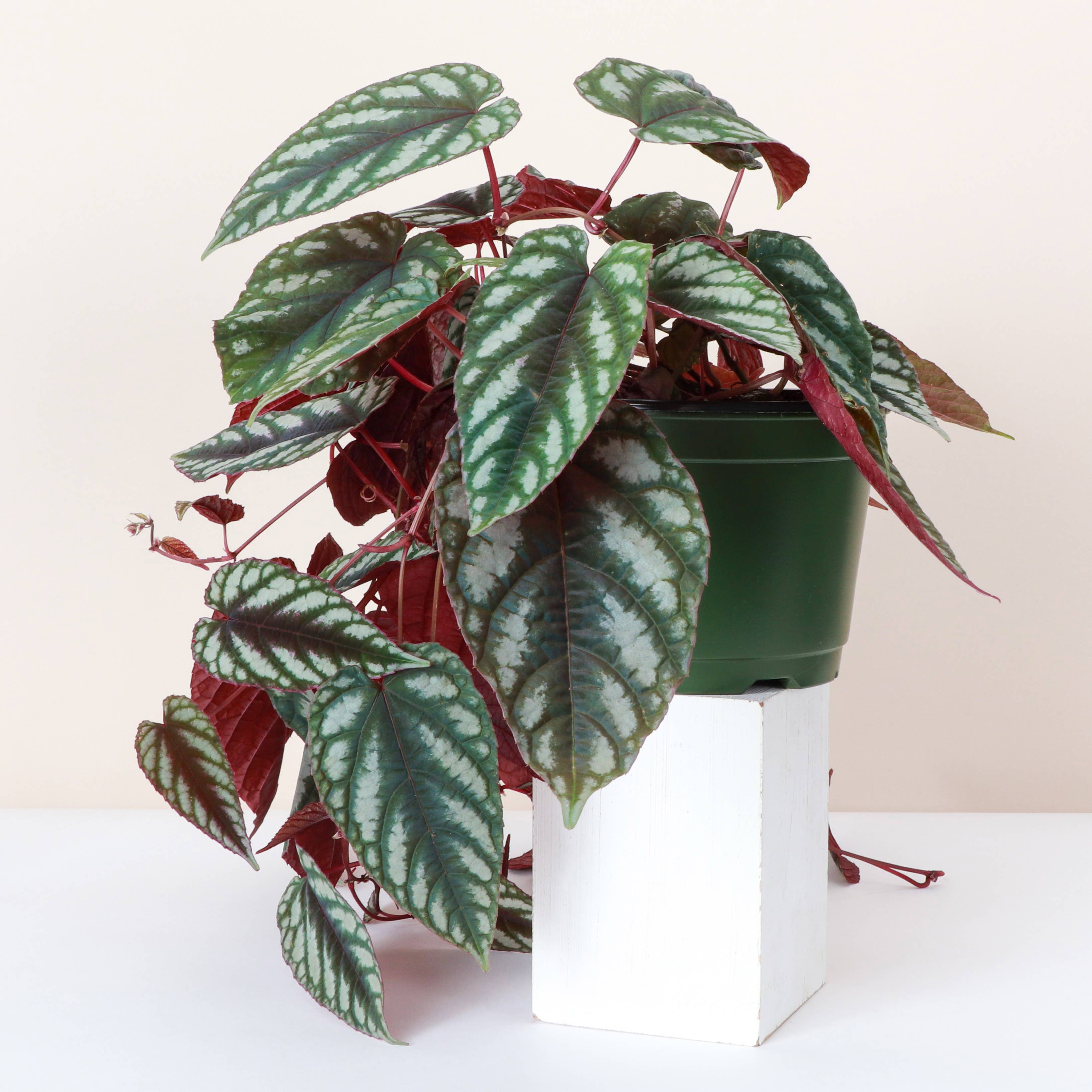 Rex Begonia Vine (Cissus Discolor) Rare Plant