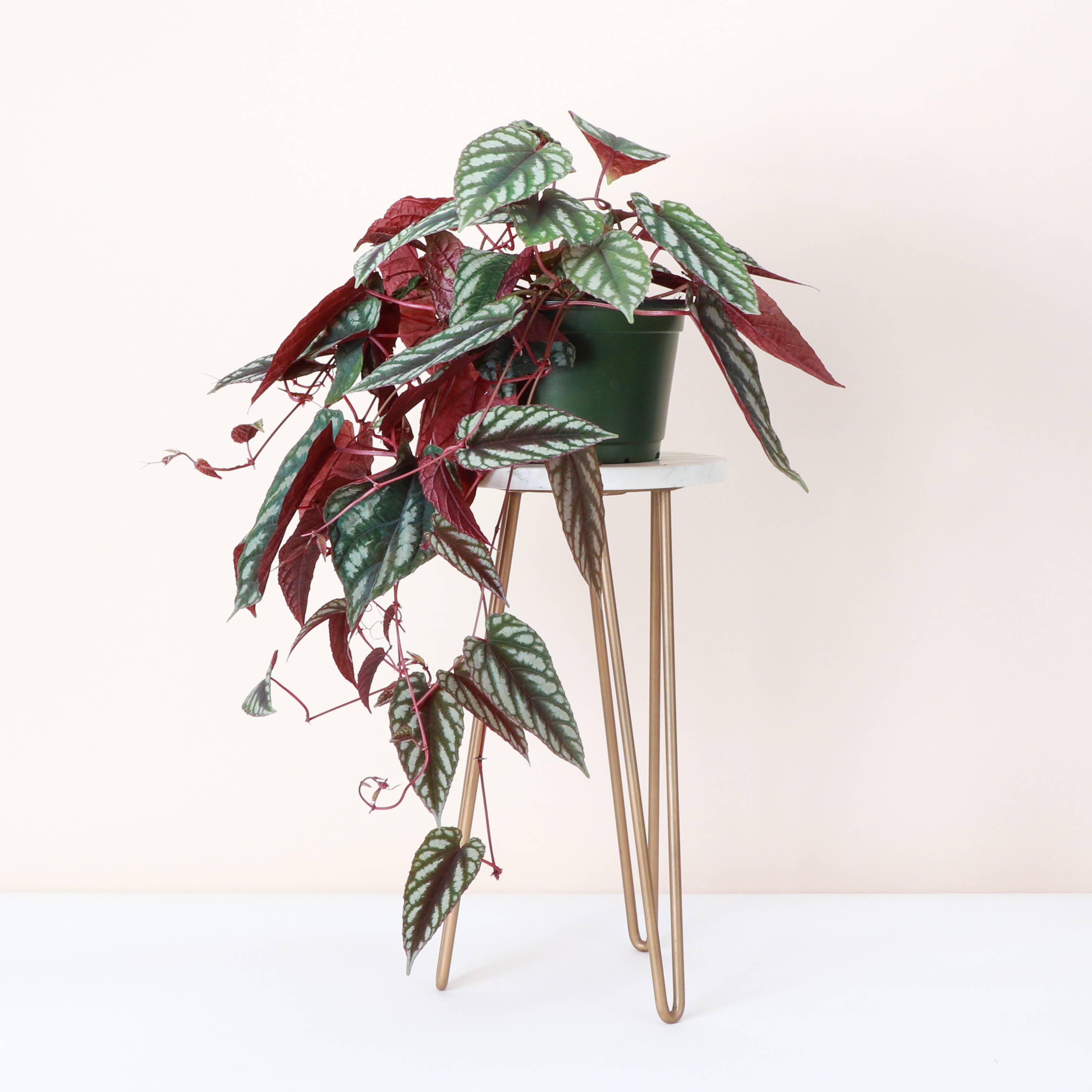 Rex Begonia Vine (Cissus Discolor) Rare Plant