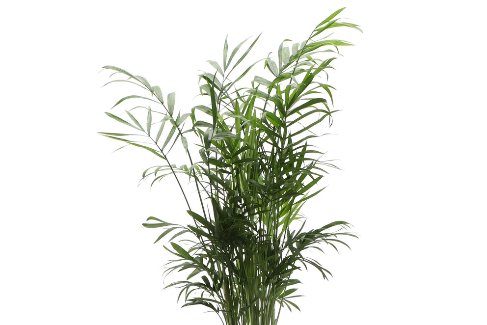 The Neanthe Bella Palm (Parlor Palm) is a pet-safe, low-maintenance houseplant with lush, feathery fronds that thrives in indirect light. Perfect for beginners, it adds a tropical vibe to any space. Easygoing and forgiving, this chill plant brings natural elegance and is ideal for homes with pets.