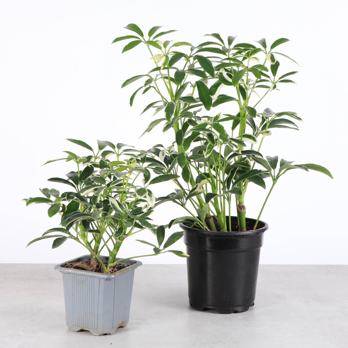 Variegated Schefflera Arboricola 4" Live Plant