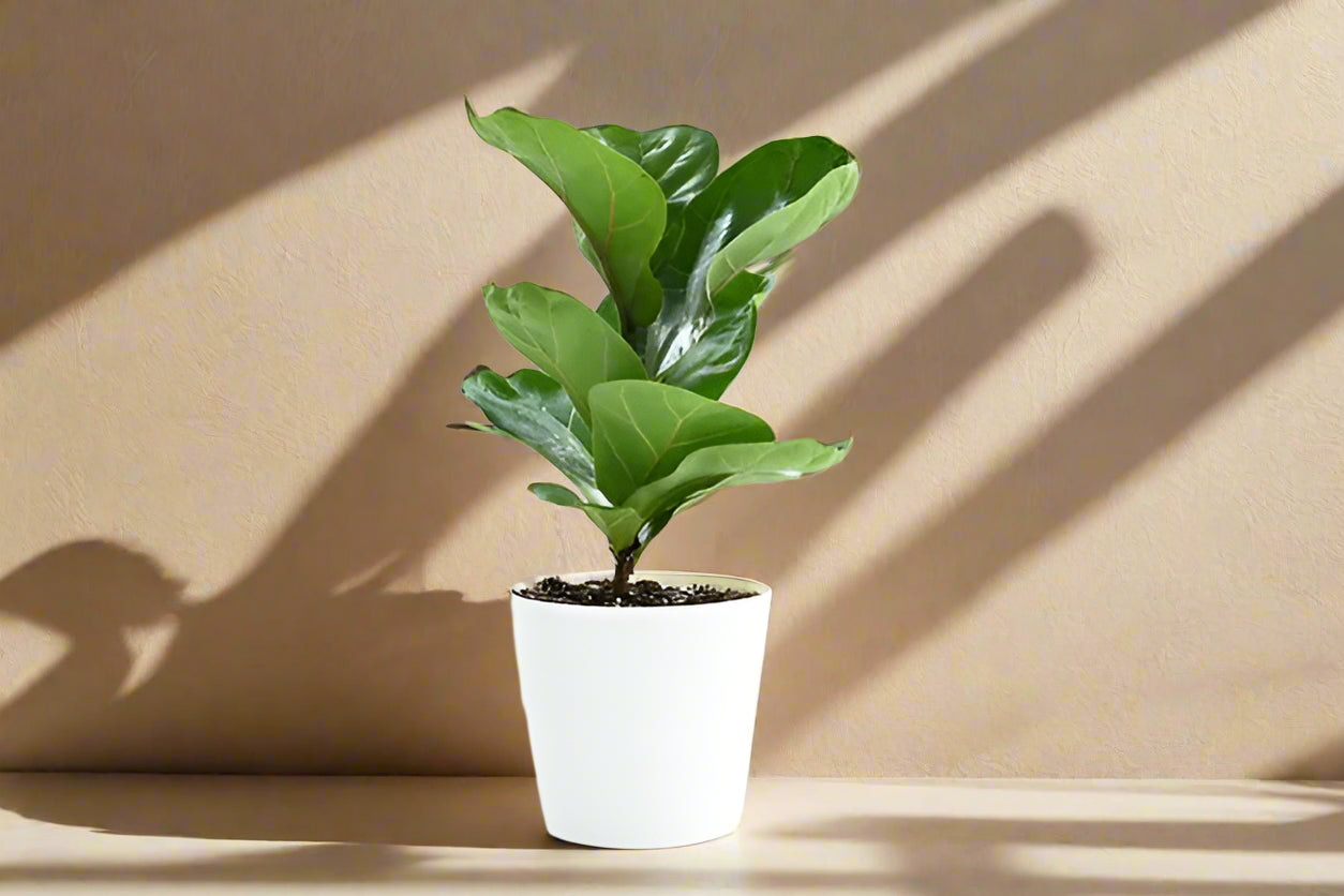 The Fiddle Leaf Fig (Ficus lyrata) is a striking, medium-care houseplant known for its large, violin-shaped leaves and upright growth. It thrives in bright, indirect light, moderate humidity, and well-draining soil. Sensitive to overwatering and temperature changes, this plant can grow up to 10 feet indoors.