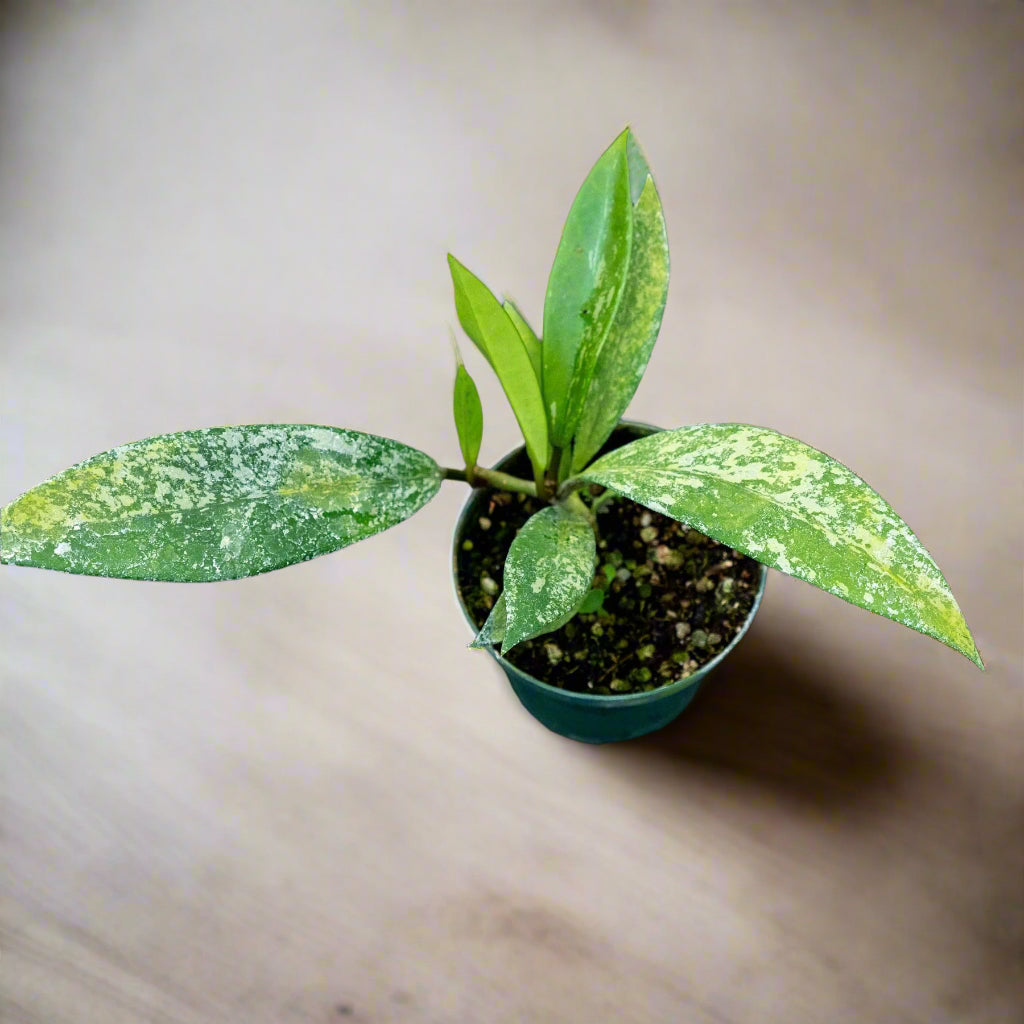 Hoya pubicalyx × carnosa is a fast-growing, low-maintenance hybrid with silver-flecked leaves, fragrant starry blooms, and lush trailing or climbing growth.