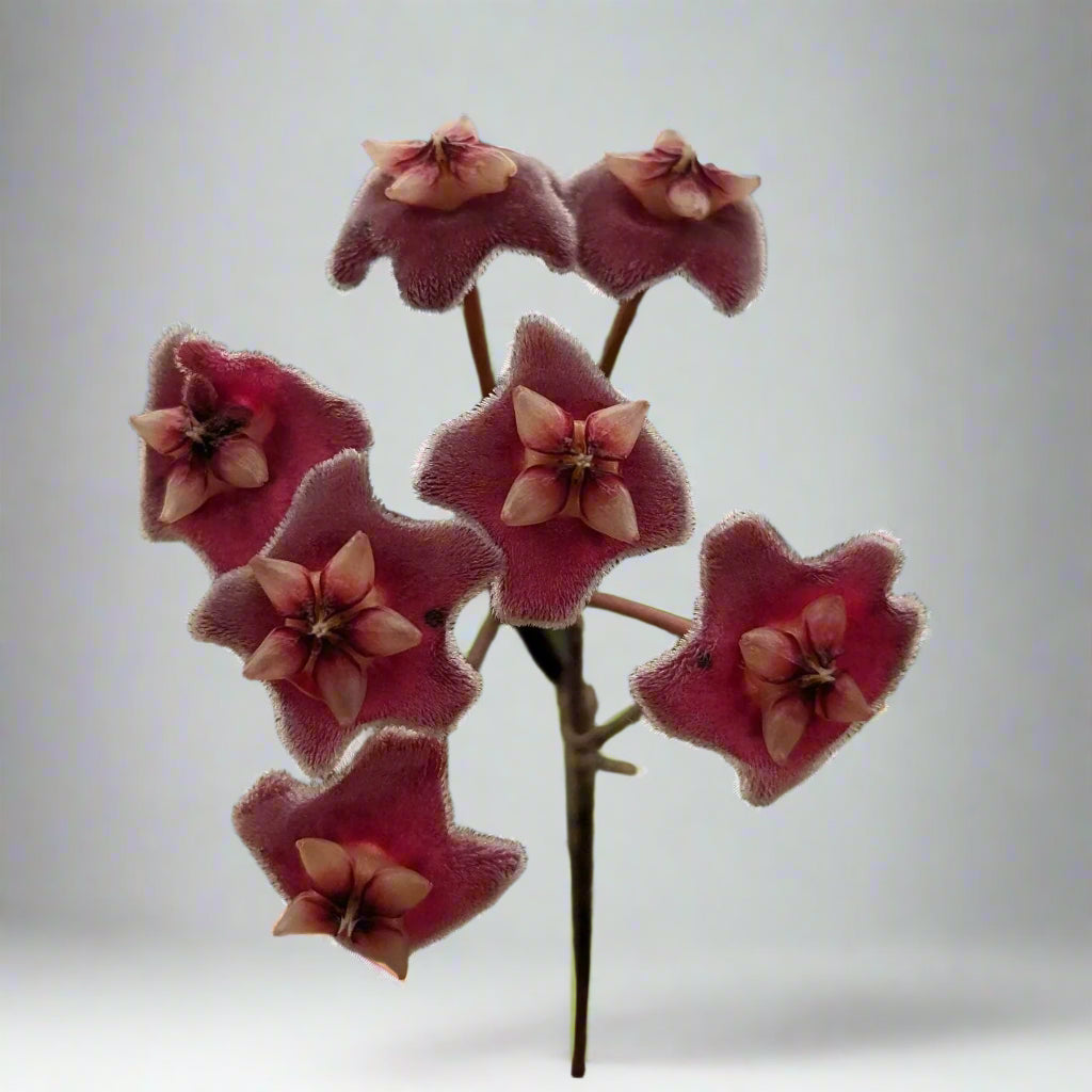 Hoya pubicalyx × carnosa is a fast-growing, low-maintenance hybrid with silver-flecked leaves, fragrant starry blooms, and lush trailing or climbing growth.