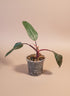 The Pink Princess Philodendron is a highly sought-after houseplant known for its stunning pink variegation.
