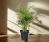 The Neanthe Bella Palm (Parlor Palm) is a pet-safe, low-maintenance houseplant with lush, feathery fronds that thrives in indirect light. Perfect for beginners, it adds a tropical vibe to any space. Easygoing and forgiving, this chill plant brings natural elegance and is ideal for homes with pets.