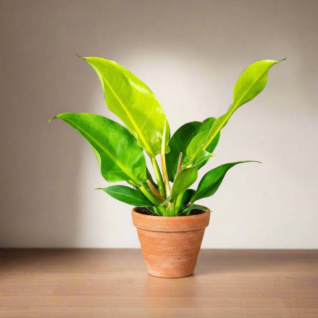 The Philodendron &
