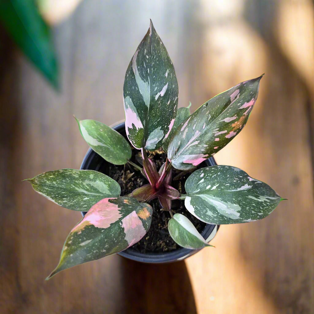 Marble Pink Princess Philodendron Rare Plant (Philodendron erubescens &