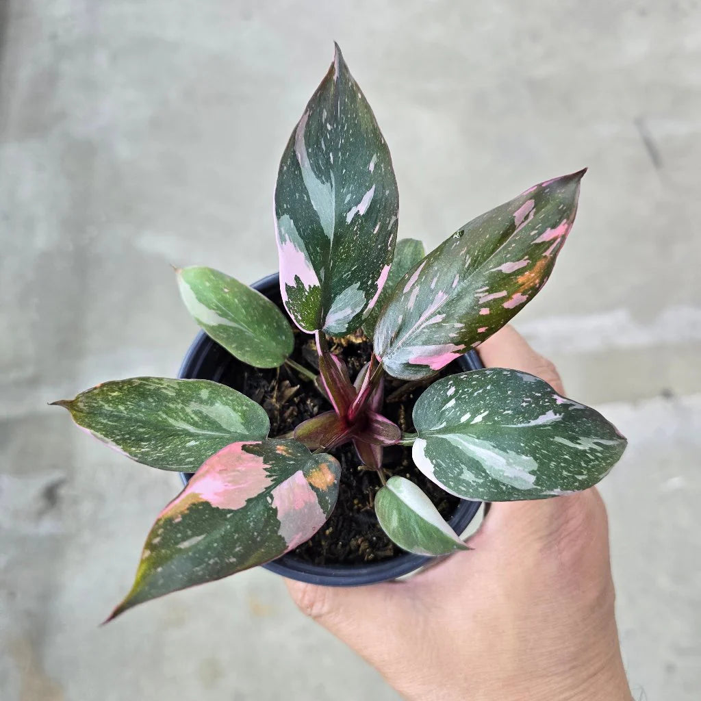 Marble Pink Princess Philodendron Rare Plant (Philodendron erubescens &