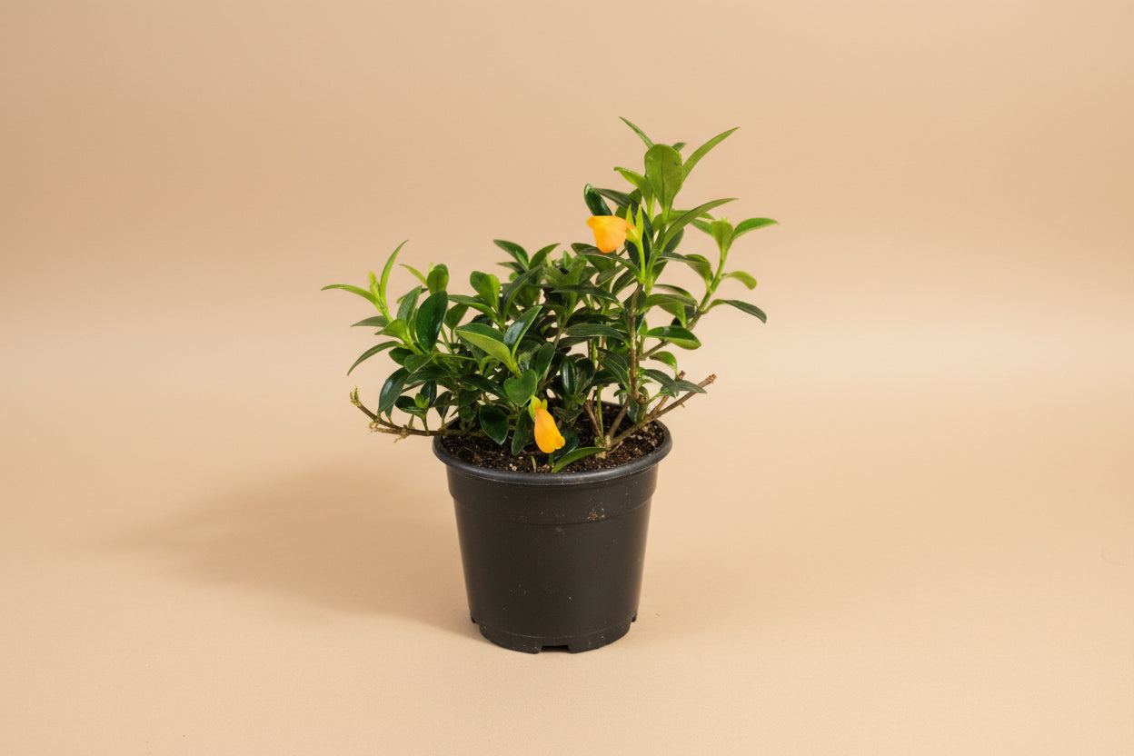 Goldfish Plant (Nematanthus) 4” features glossy trailing leaves and bright orange blooms—an easy-care tropical perfect for hanging planters