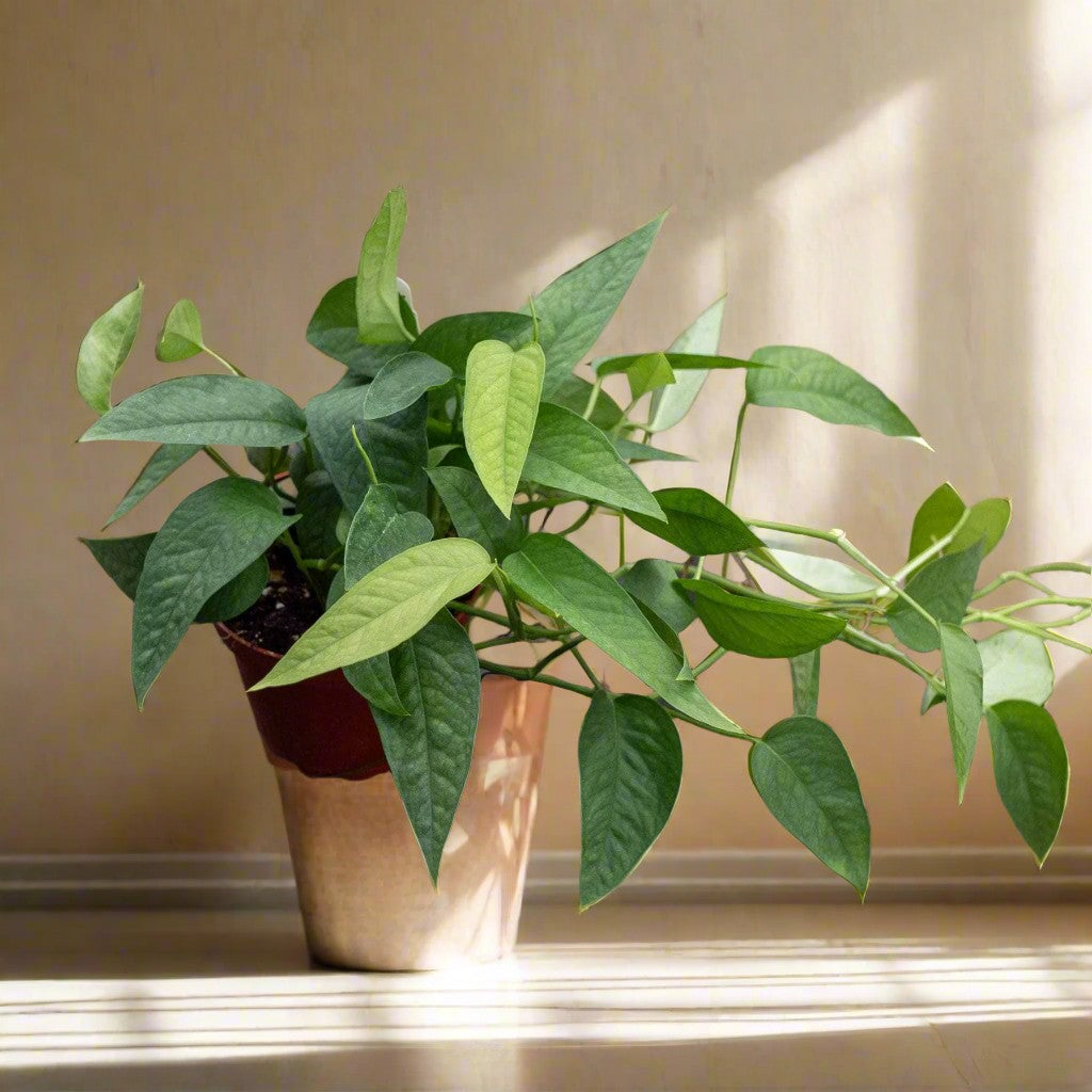 The Epipremnum pinnatum &