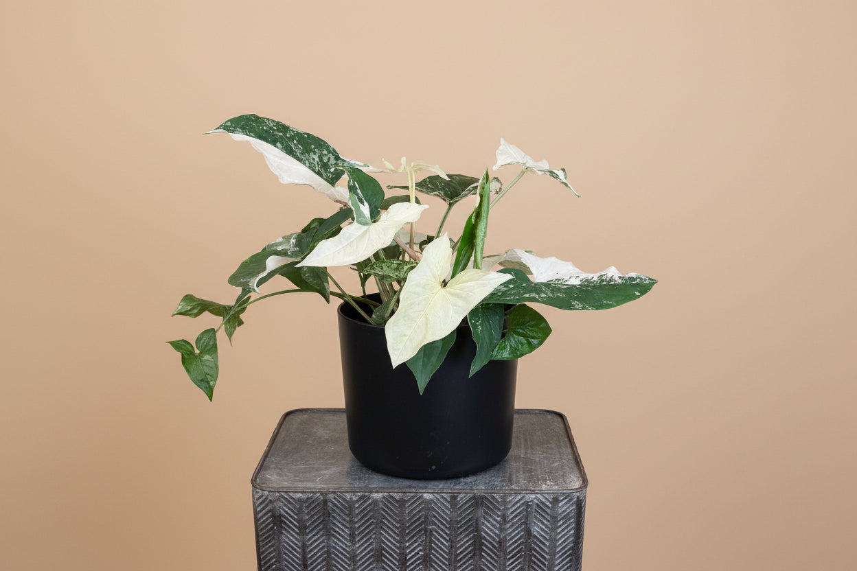 Rare Syngonium Albo-Variegatum with striking white and green variegation, a collectible climbing aroid perfect for bright, modern indoor spaces.